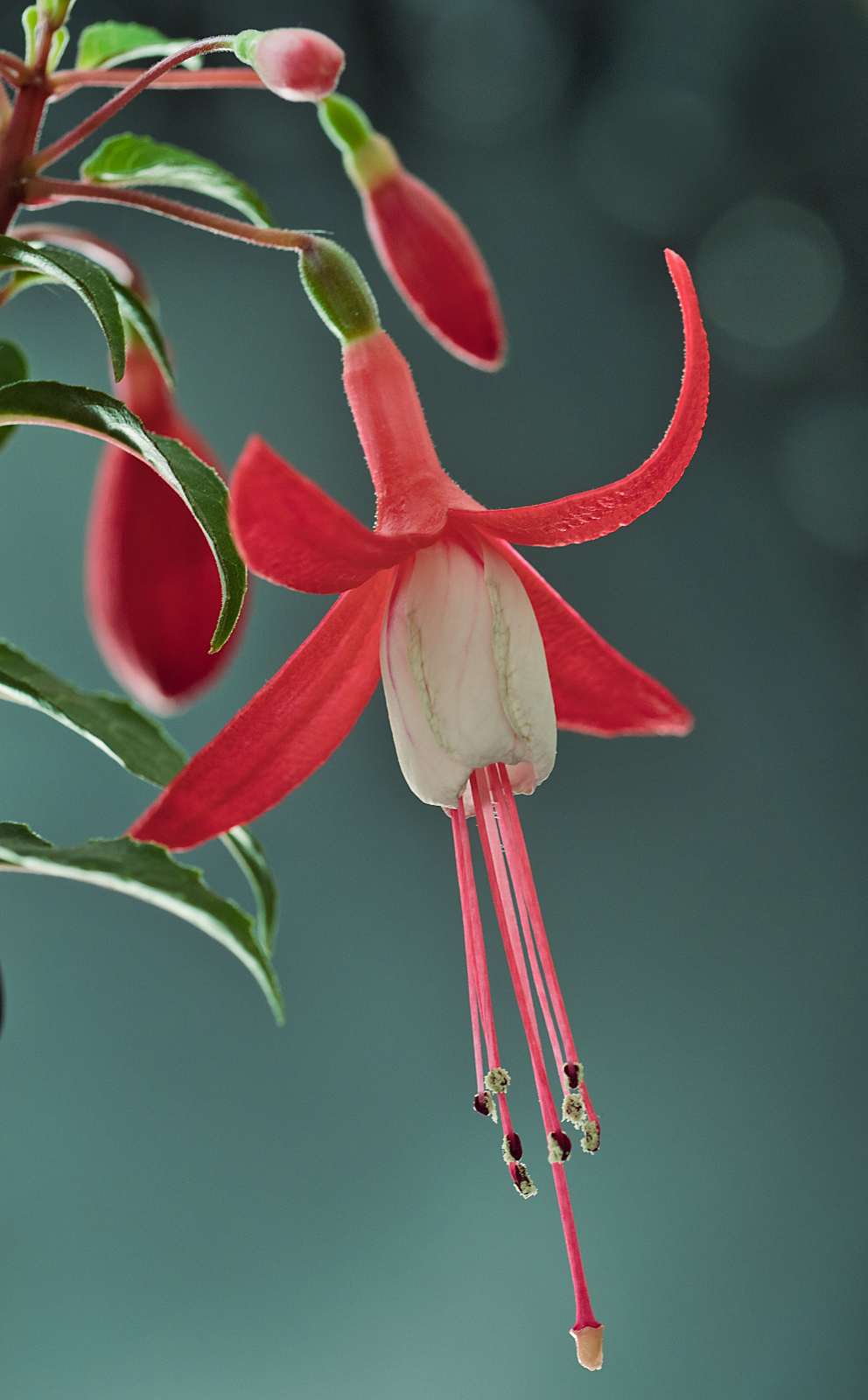fuchsia-macro