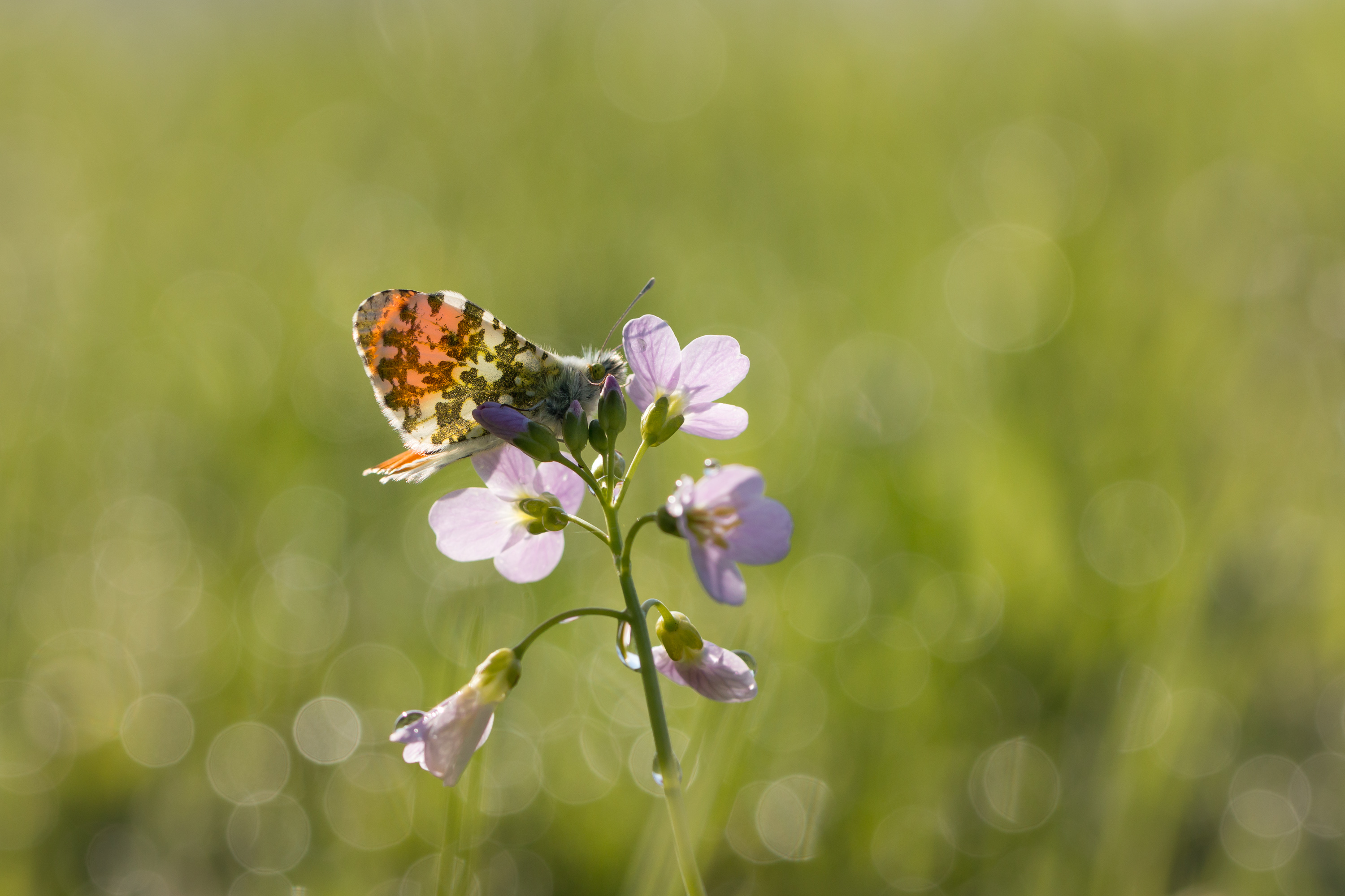 op-het-pinksterbloempje