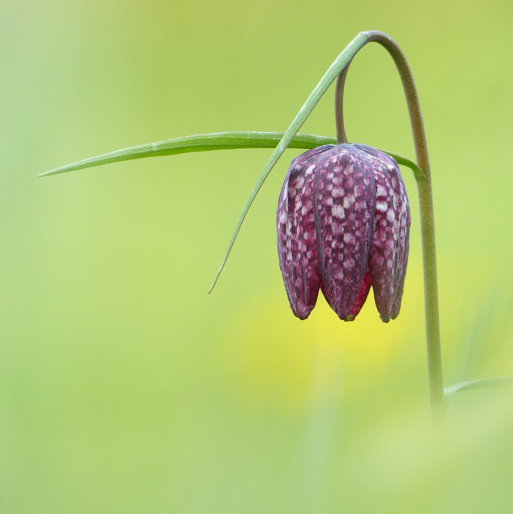 the-awakening-of-spring