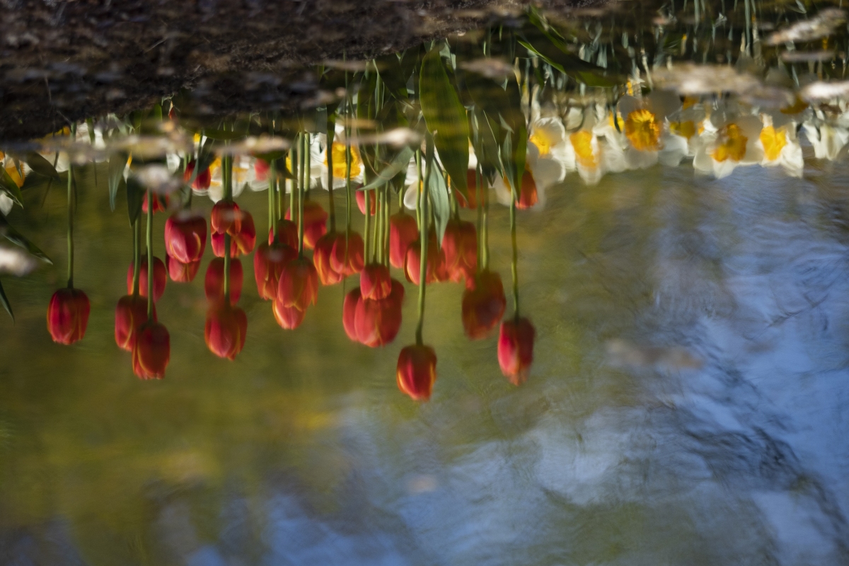 voorjaar-aan-de-waterkant-met-weerspiegeling