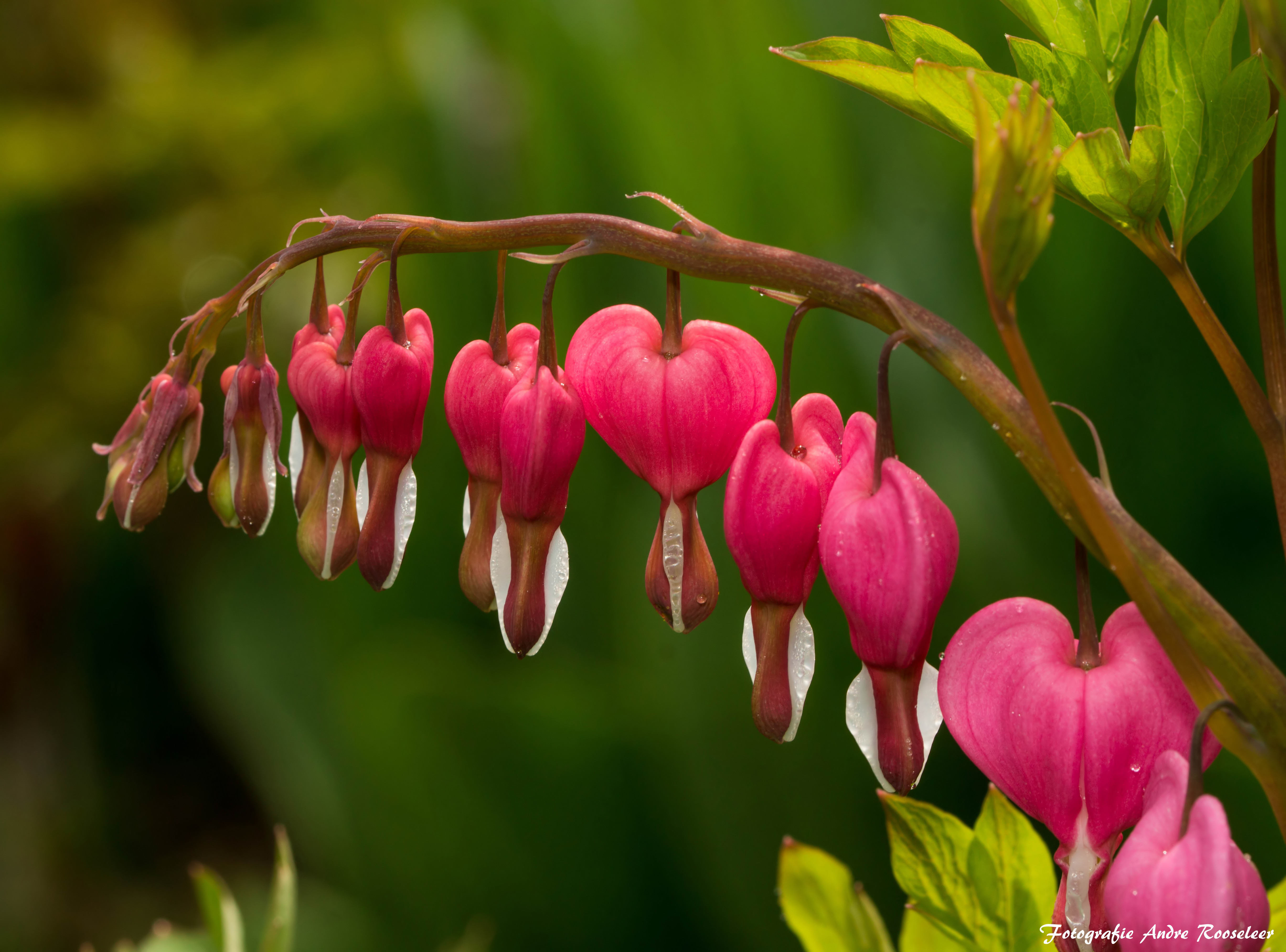 gebroken-hartjes-lamprocapnos-spectabilis