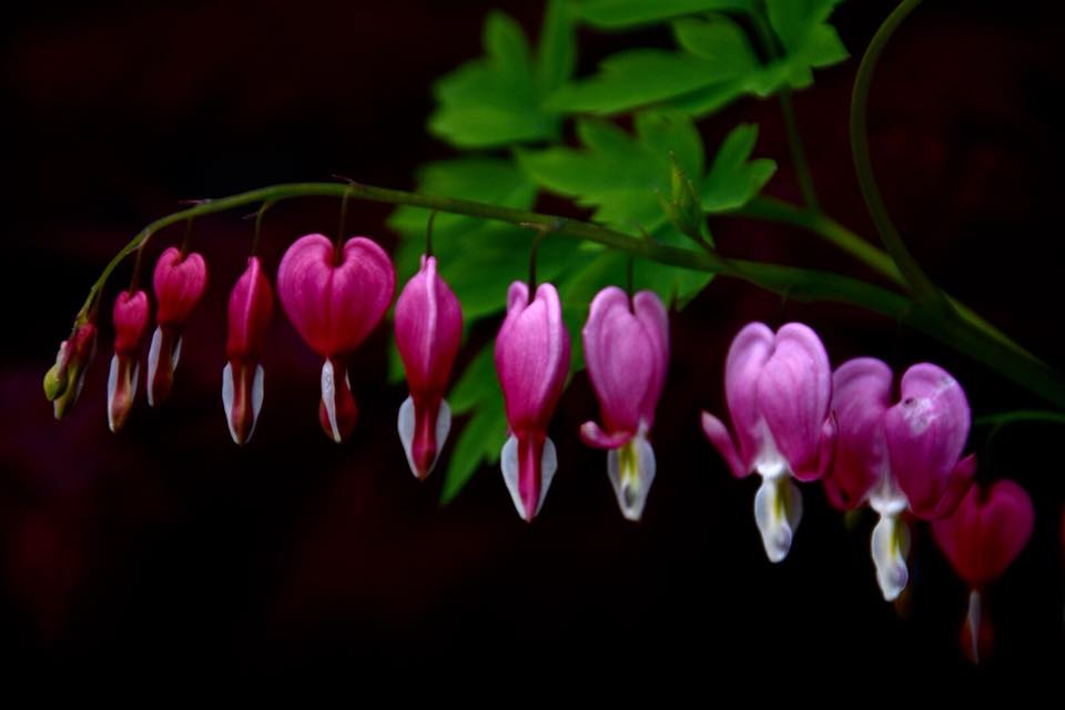 broken-hearts-celebrating-spring