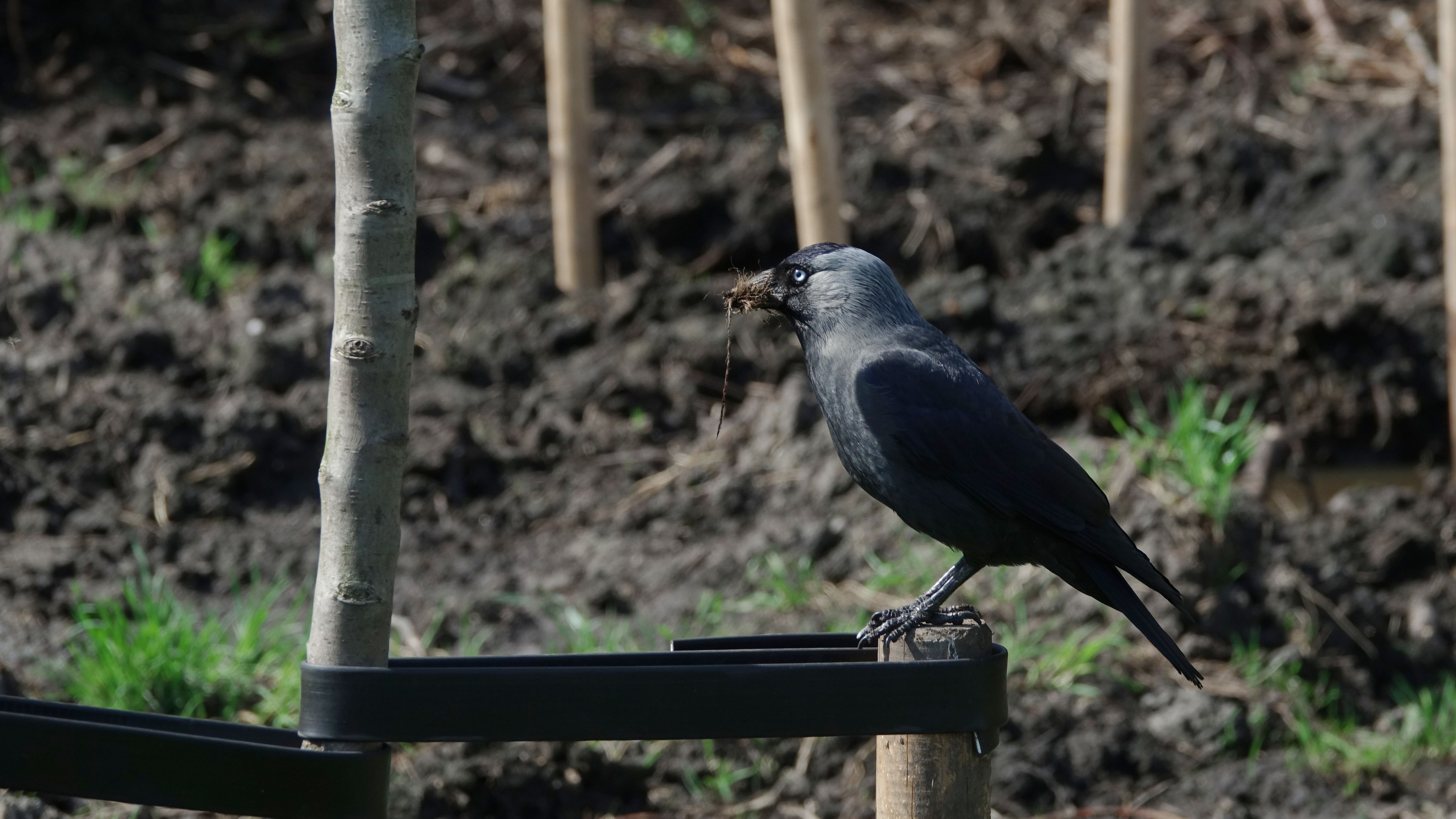 het-bouwen-van-een-nest