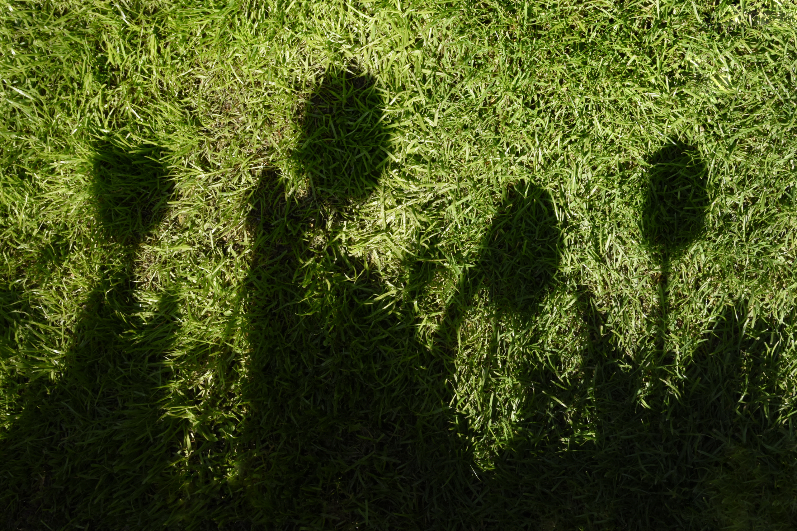 schaduw-van-het-voorjaar