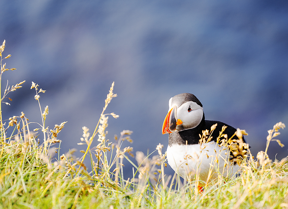 puffin