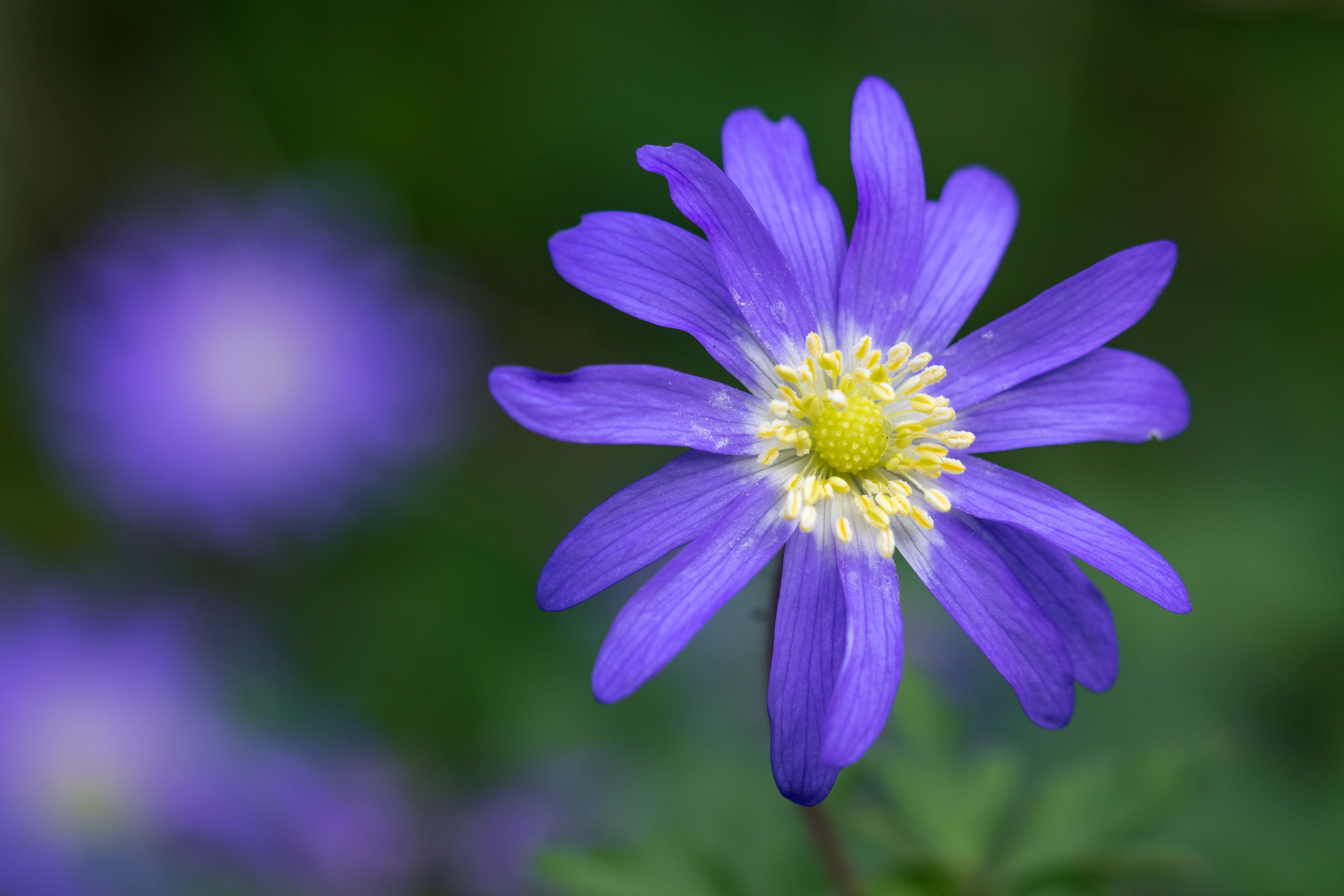 anemone-blanda