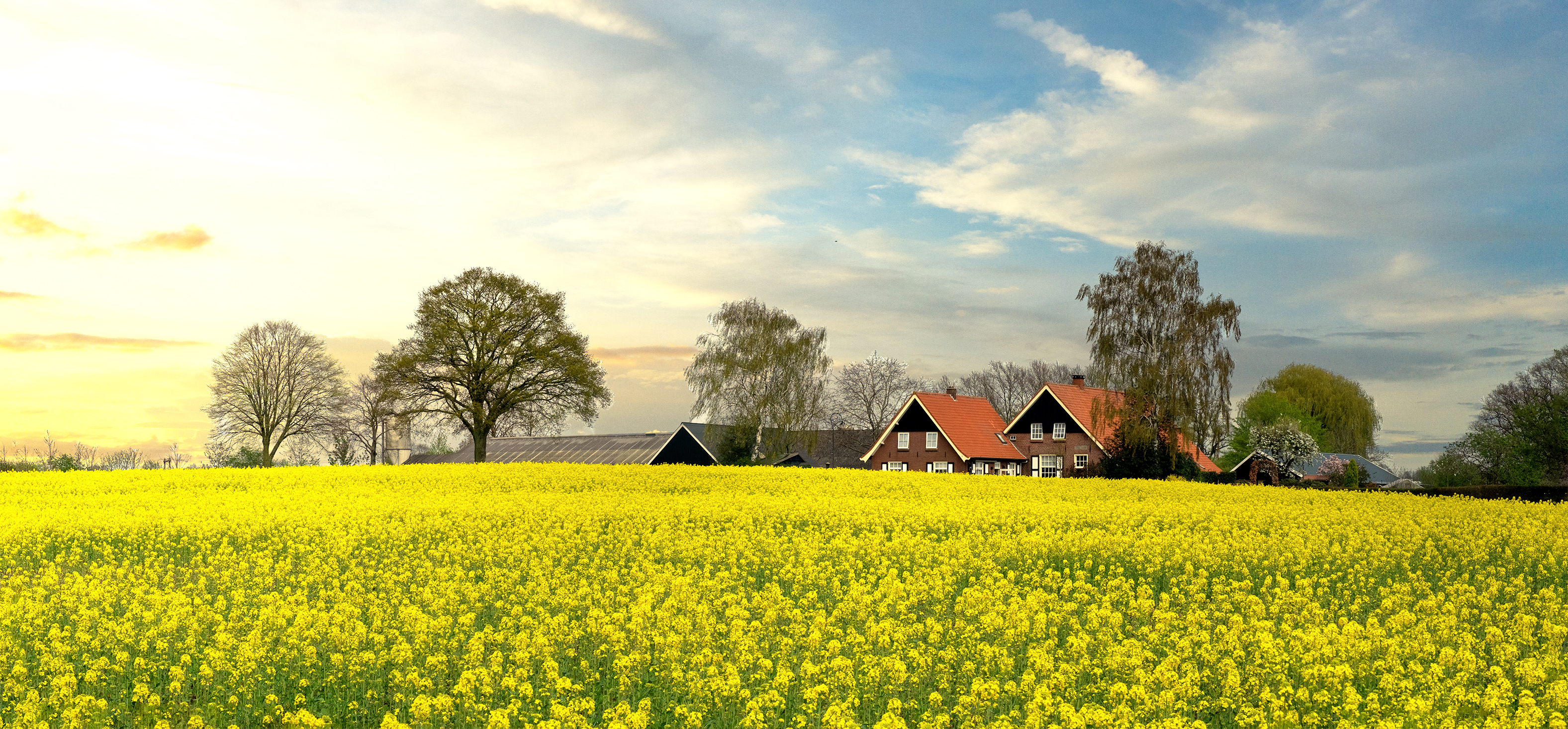 living-with-yellow-view