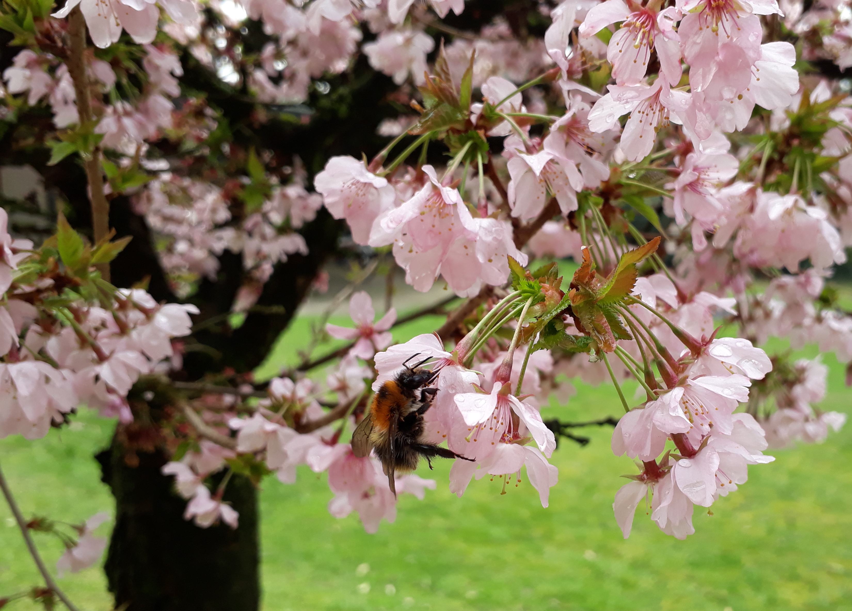 op-zoek-naar-voedsel