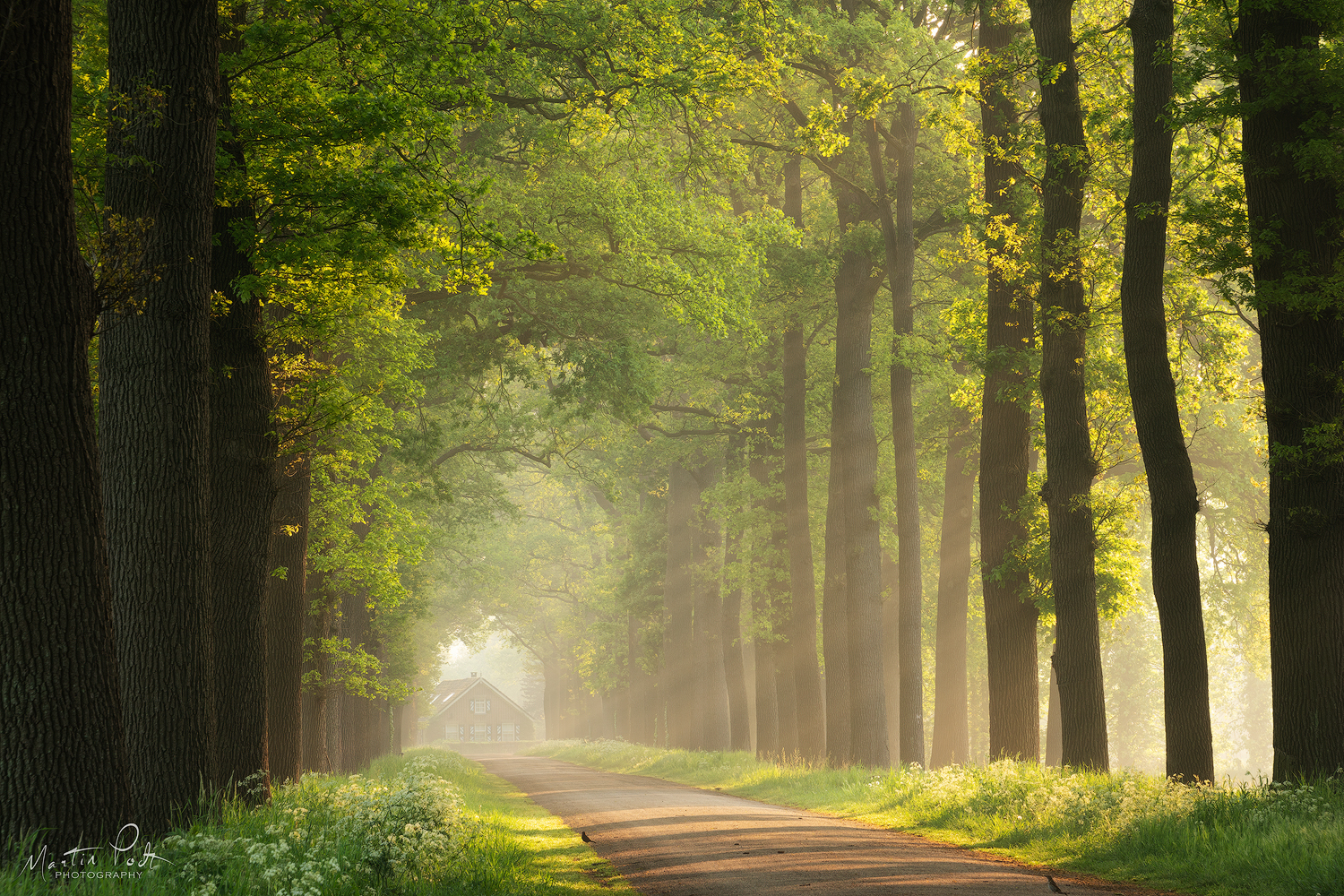 the-house-in-spring-light