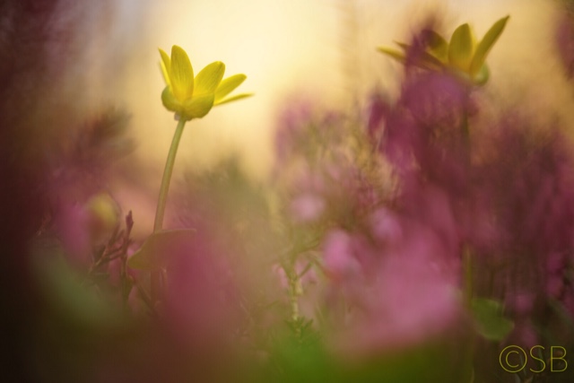 speenkruidje-wat-ben-je-mooi