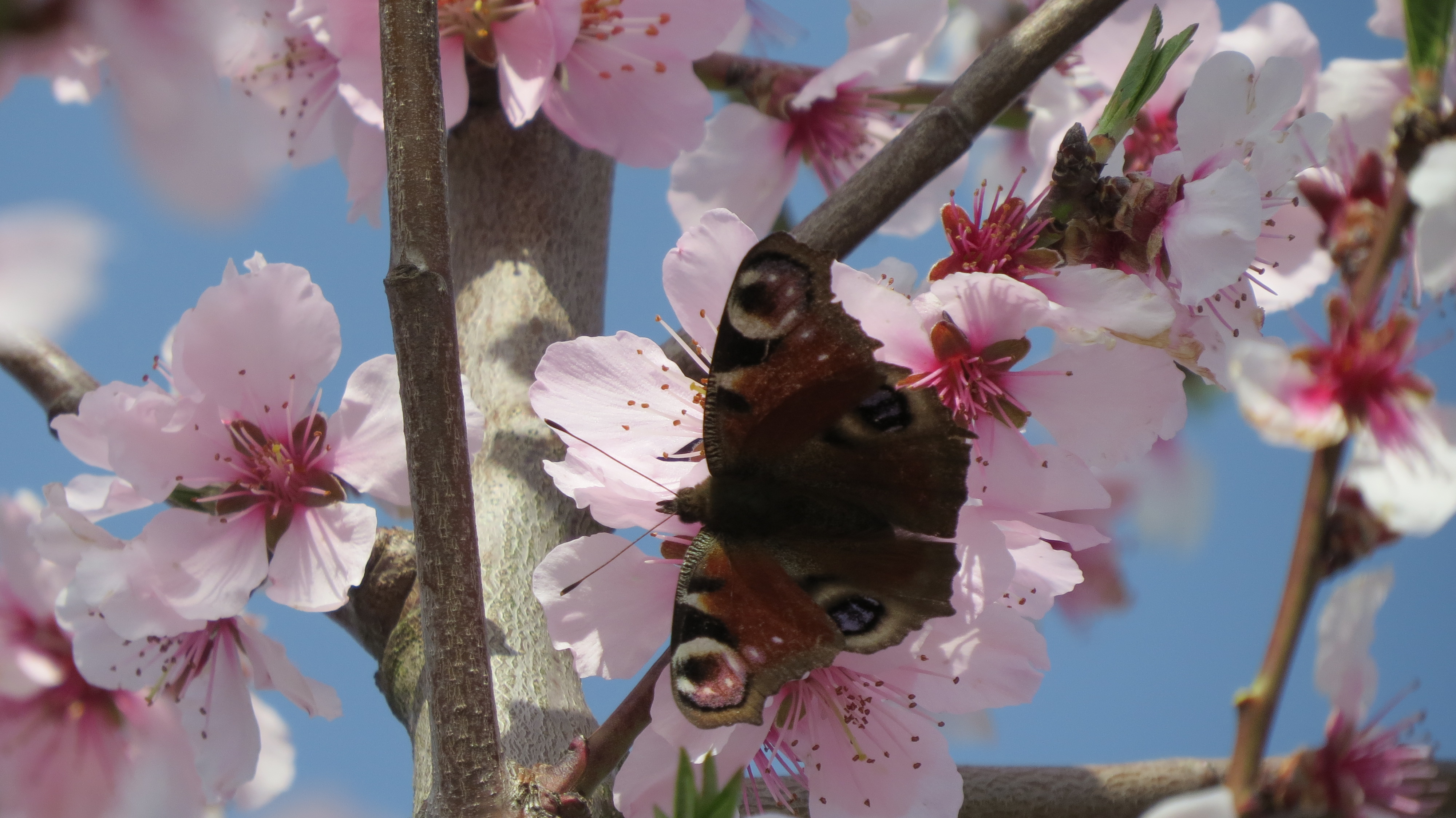 vlinder-in-amandelboom