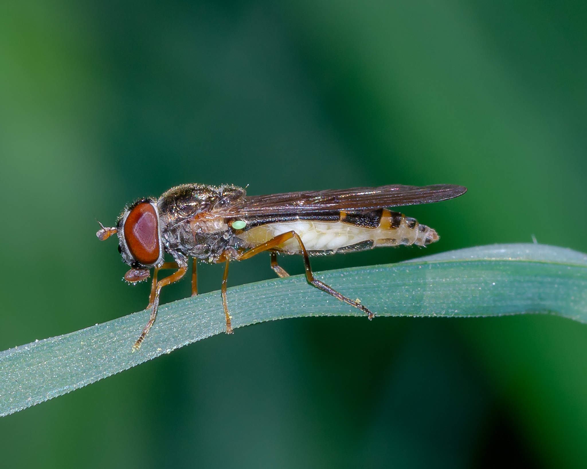 zweefvlieg-rust-op-riet