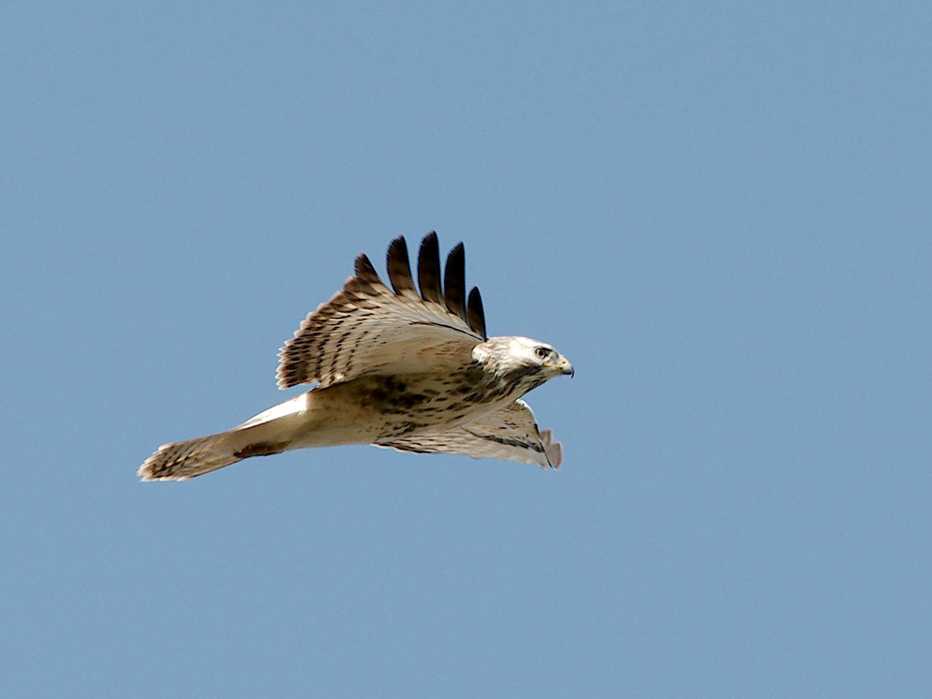 buizerd-3