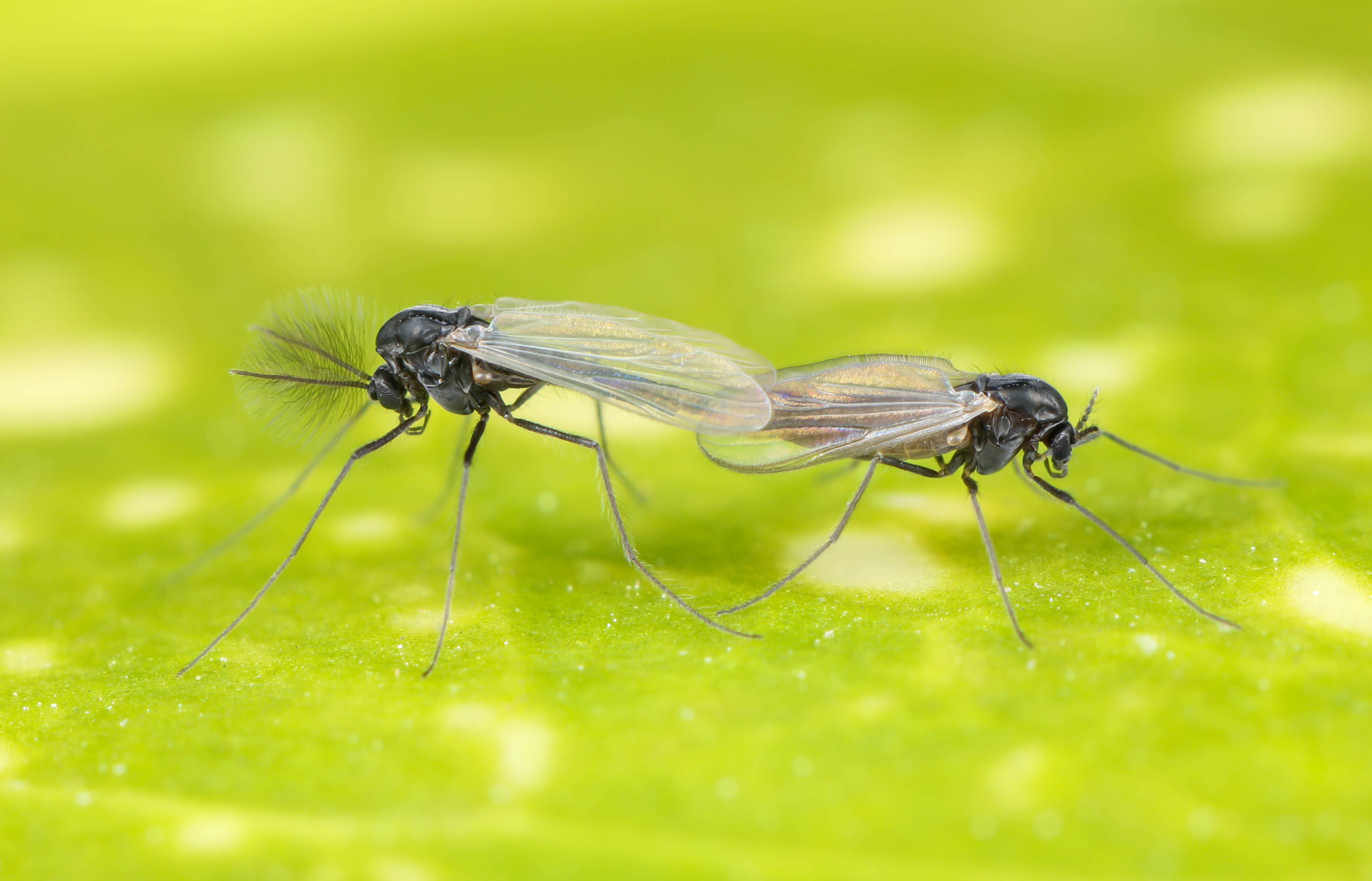 twee-parende-dansmuggen