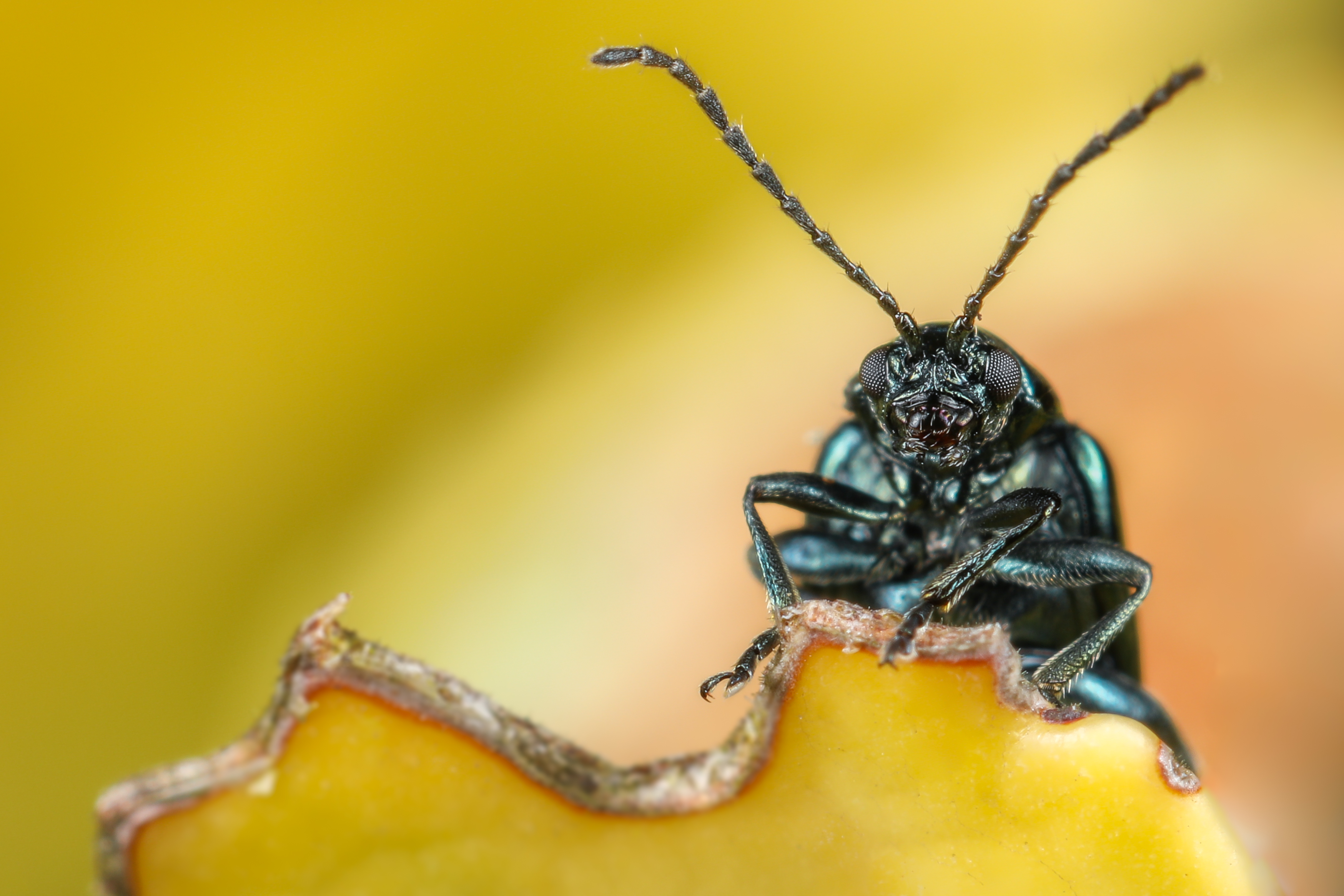 elzenhaantje-closeup