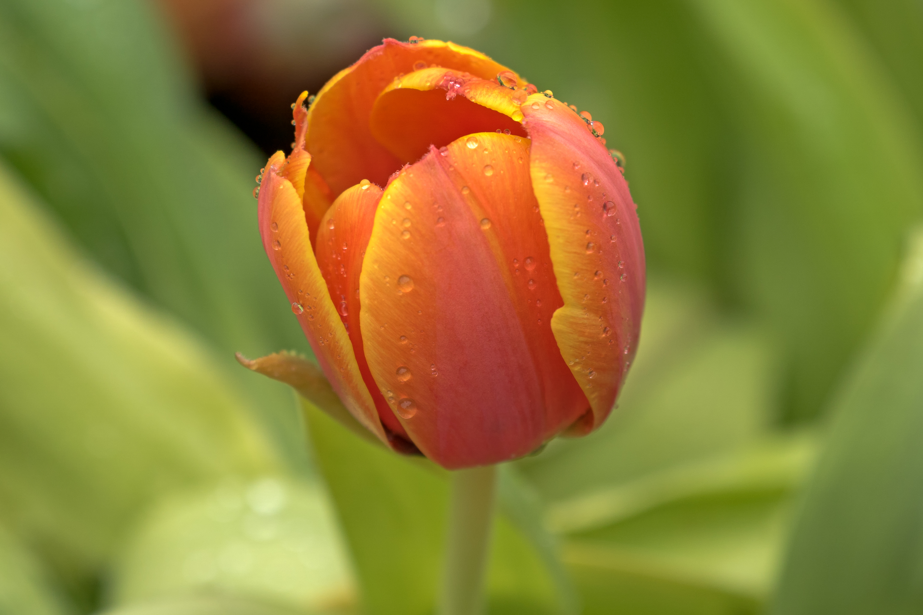 regendruppels-op-tulp