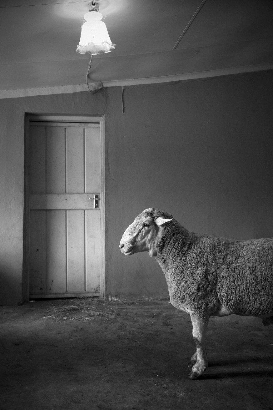 Justin Dingwall