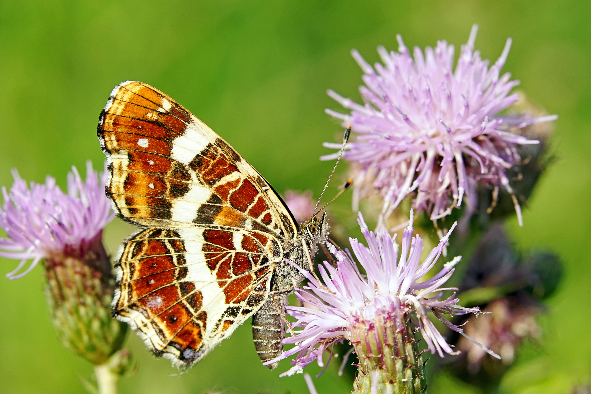 vlindervol-stuifmeel