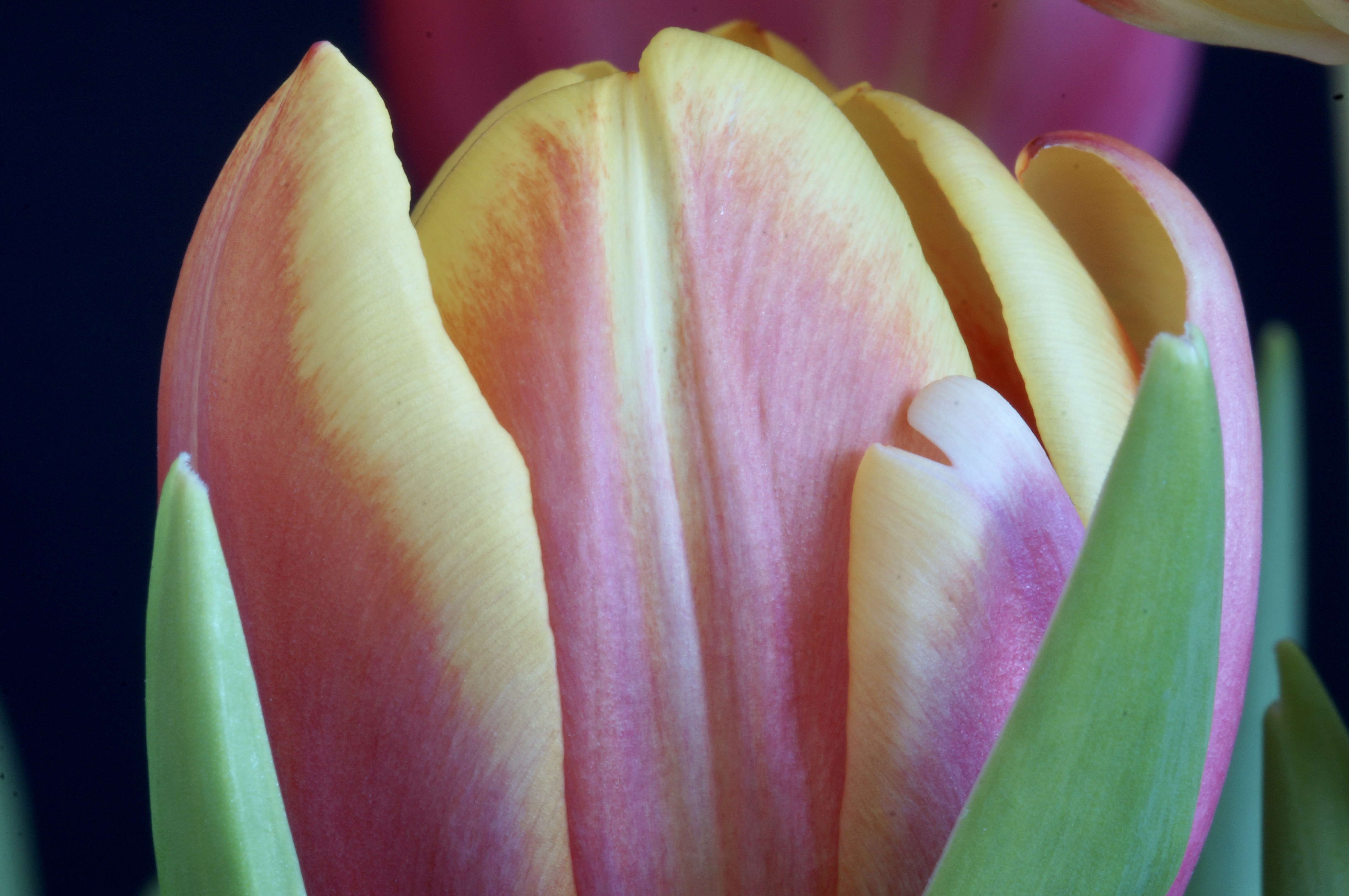 tulp-0