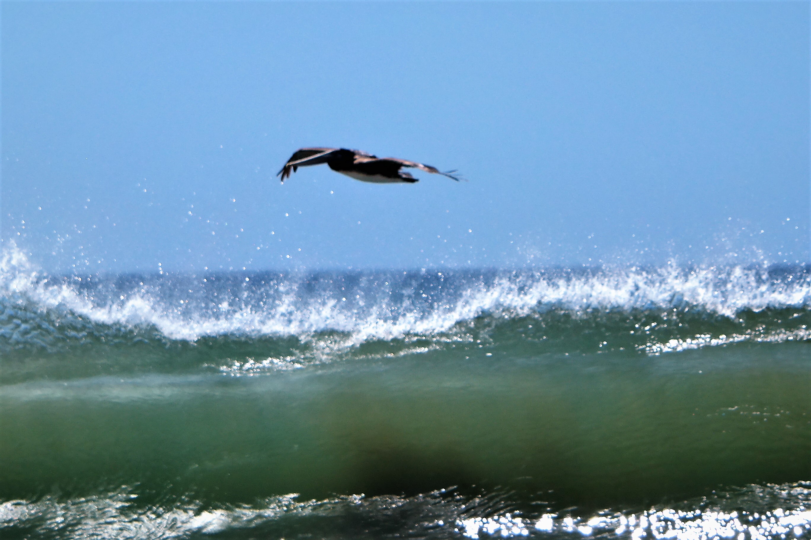 pelikaan-net-boven-de-golven