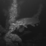 het-trammetje-van-lissabon