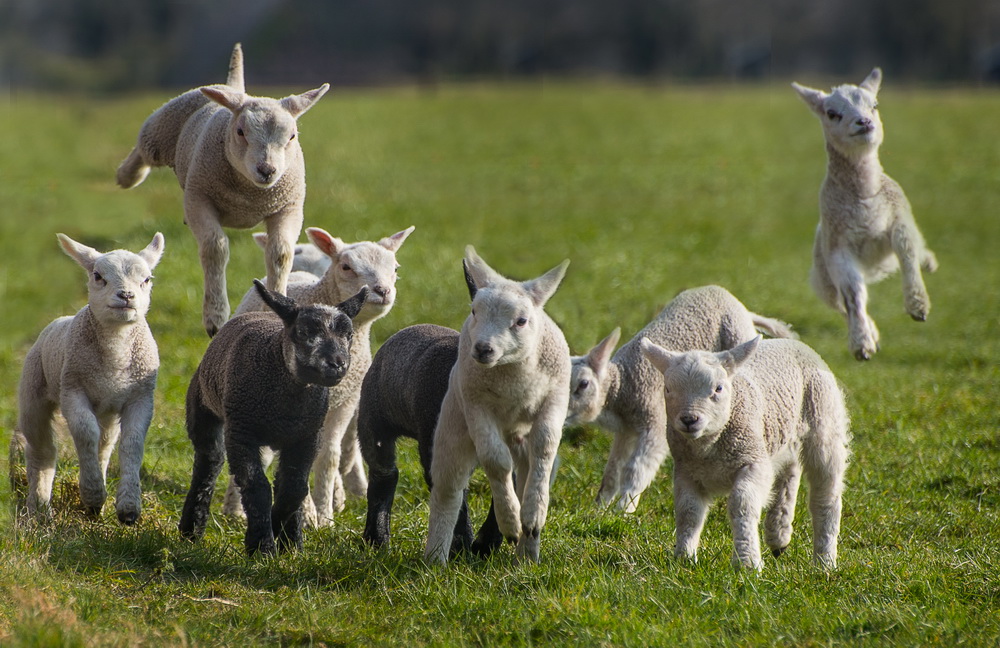 springende-lammetjes