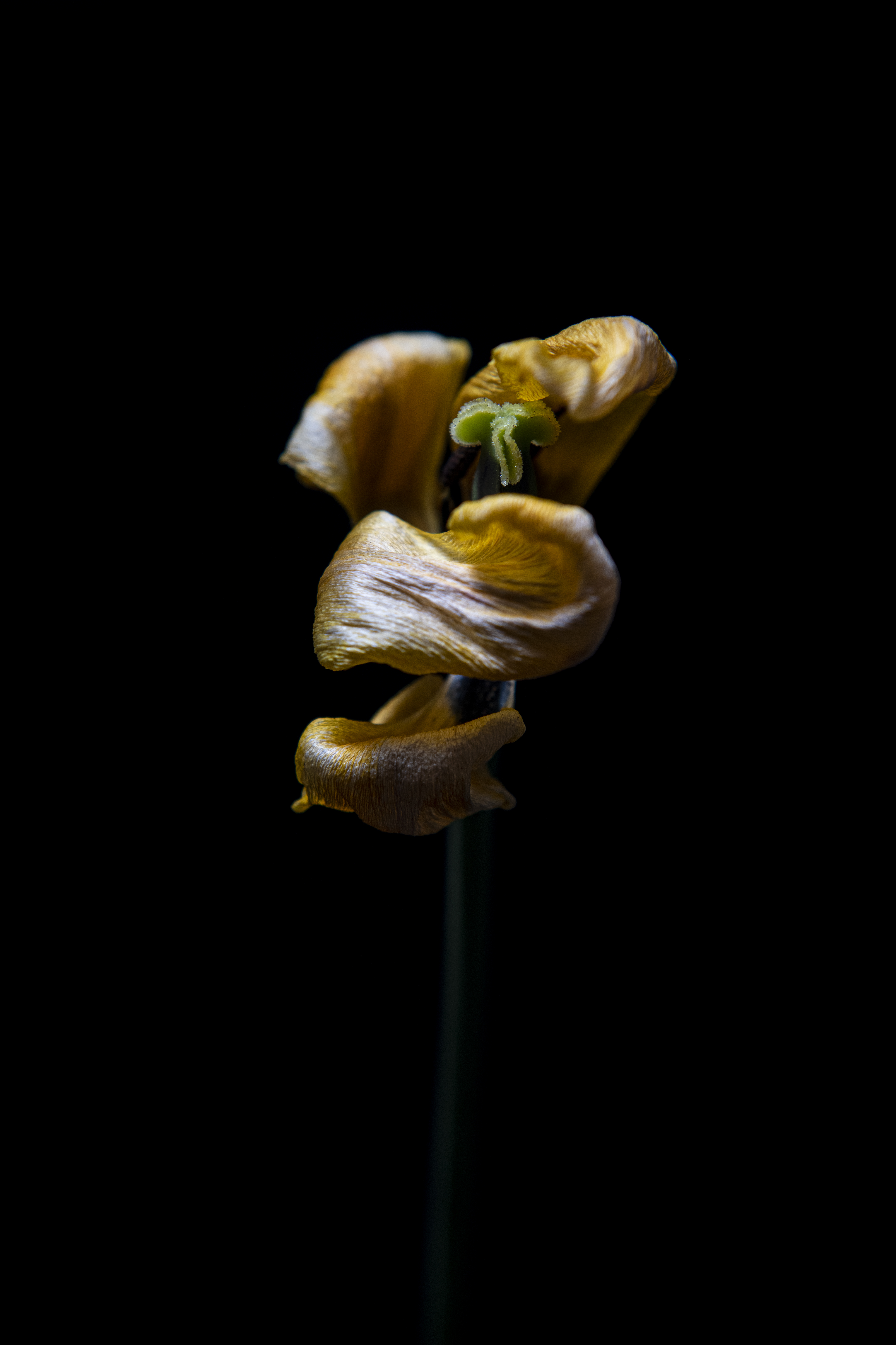 tulp-3