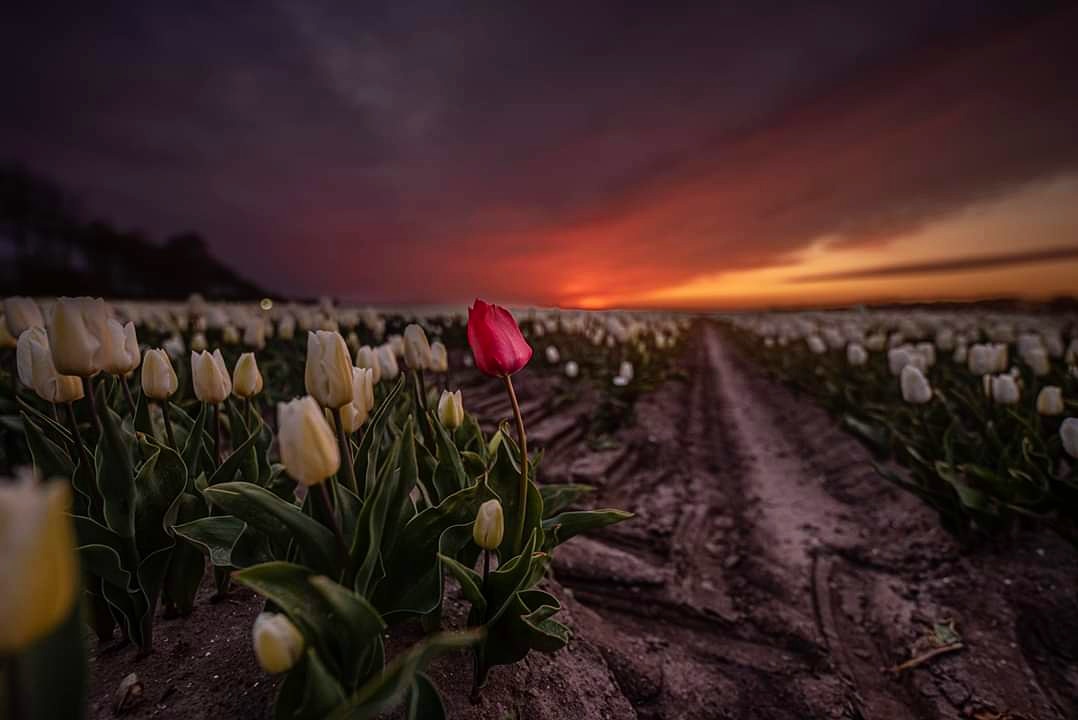 tulpen-en-zonsondergang