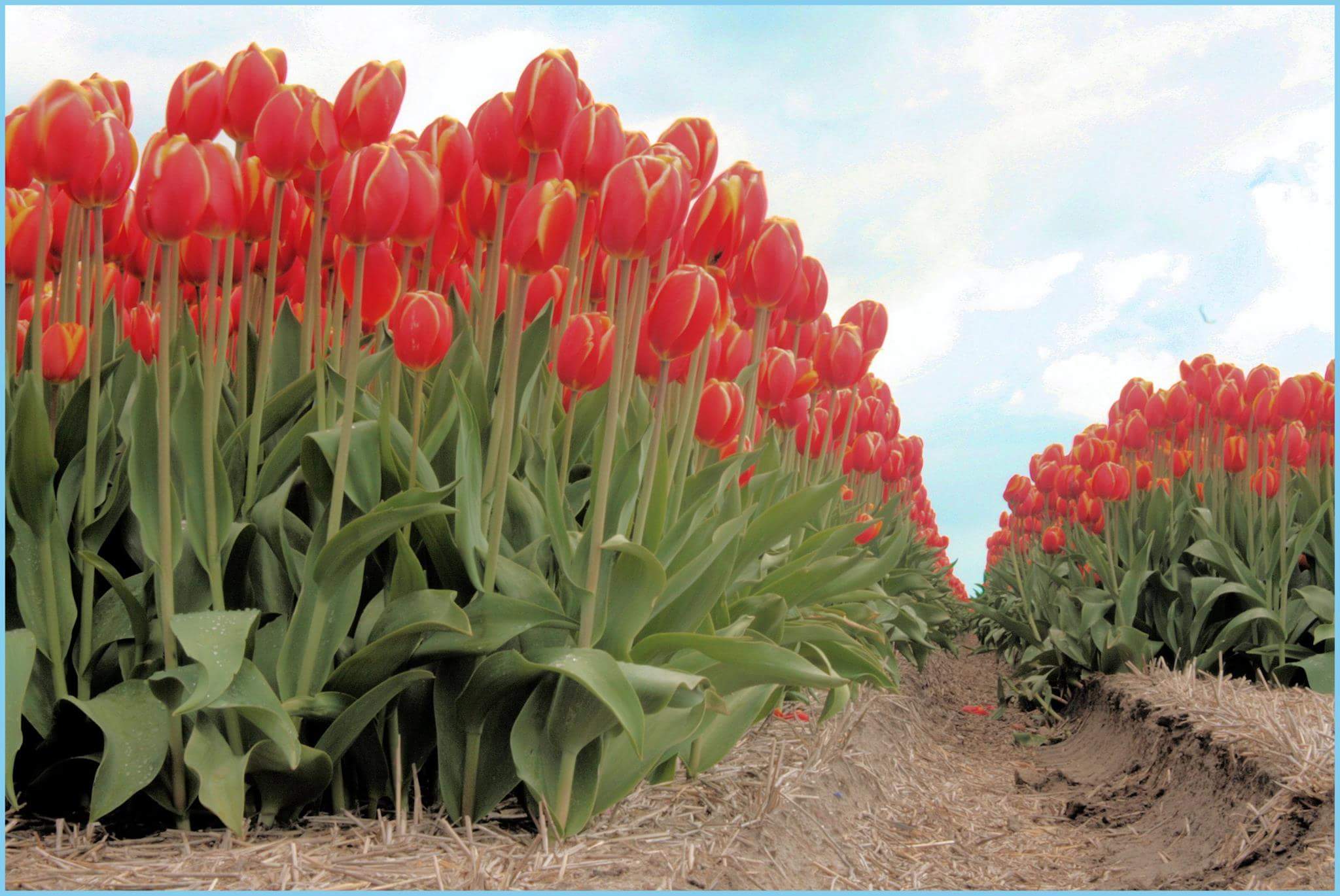 dutch-tulips