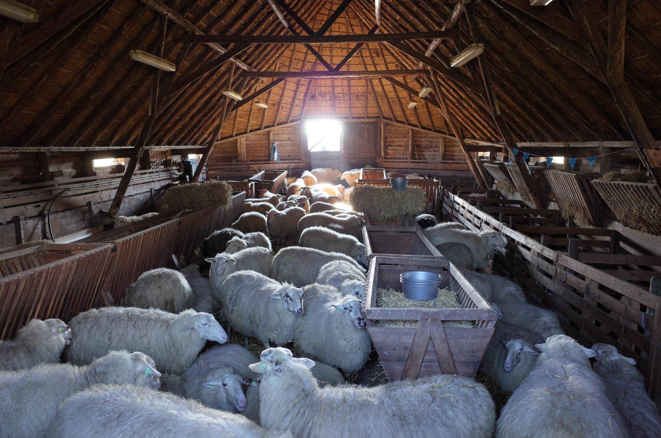 schapen-in-blijde-verwachting-de-kraamkamer