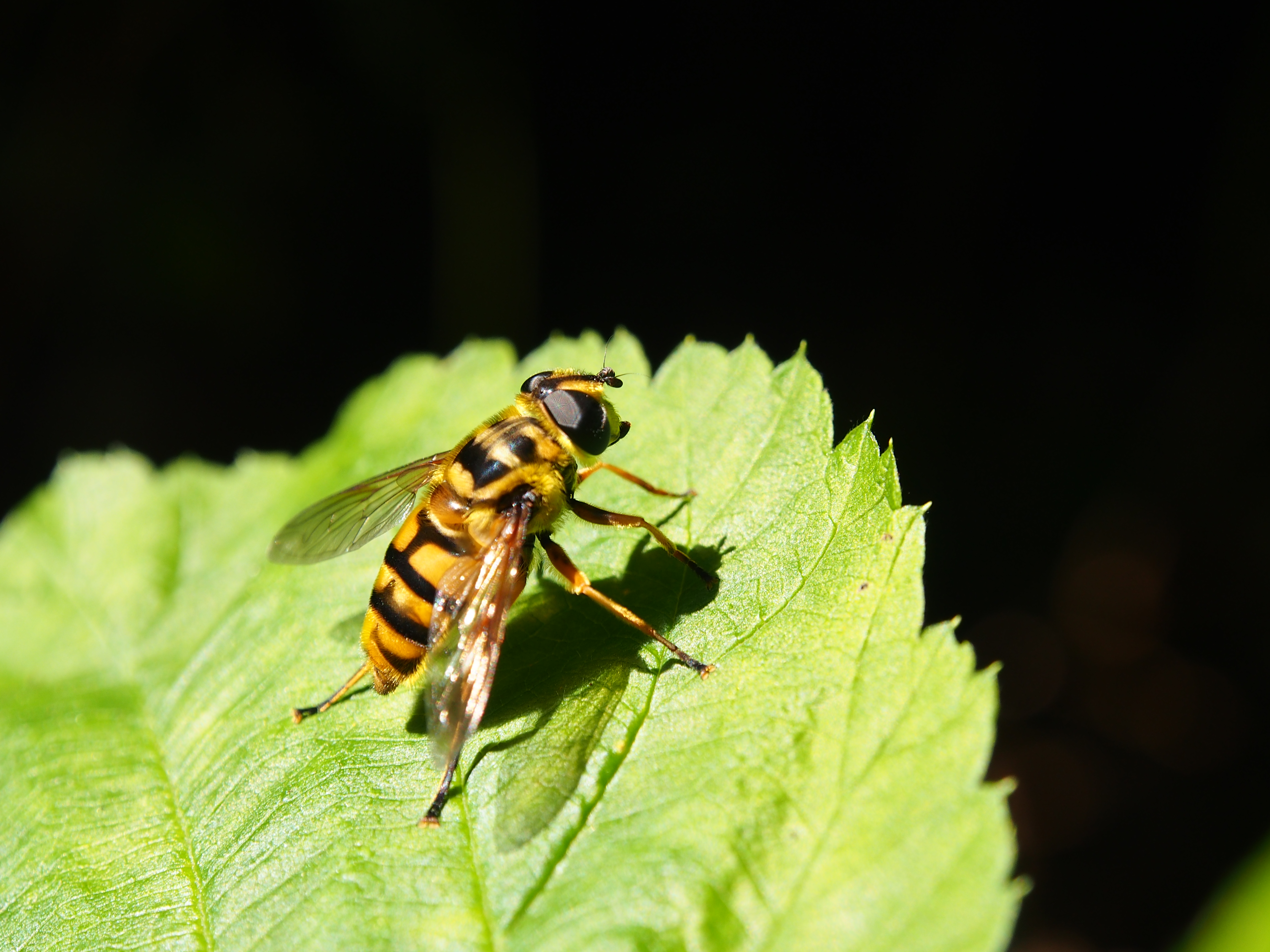weer-een-foto-van-een-bij-bij
