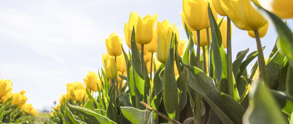 fotowedstrijd-voorjaar