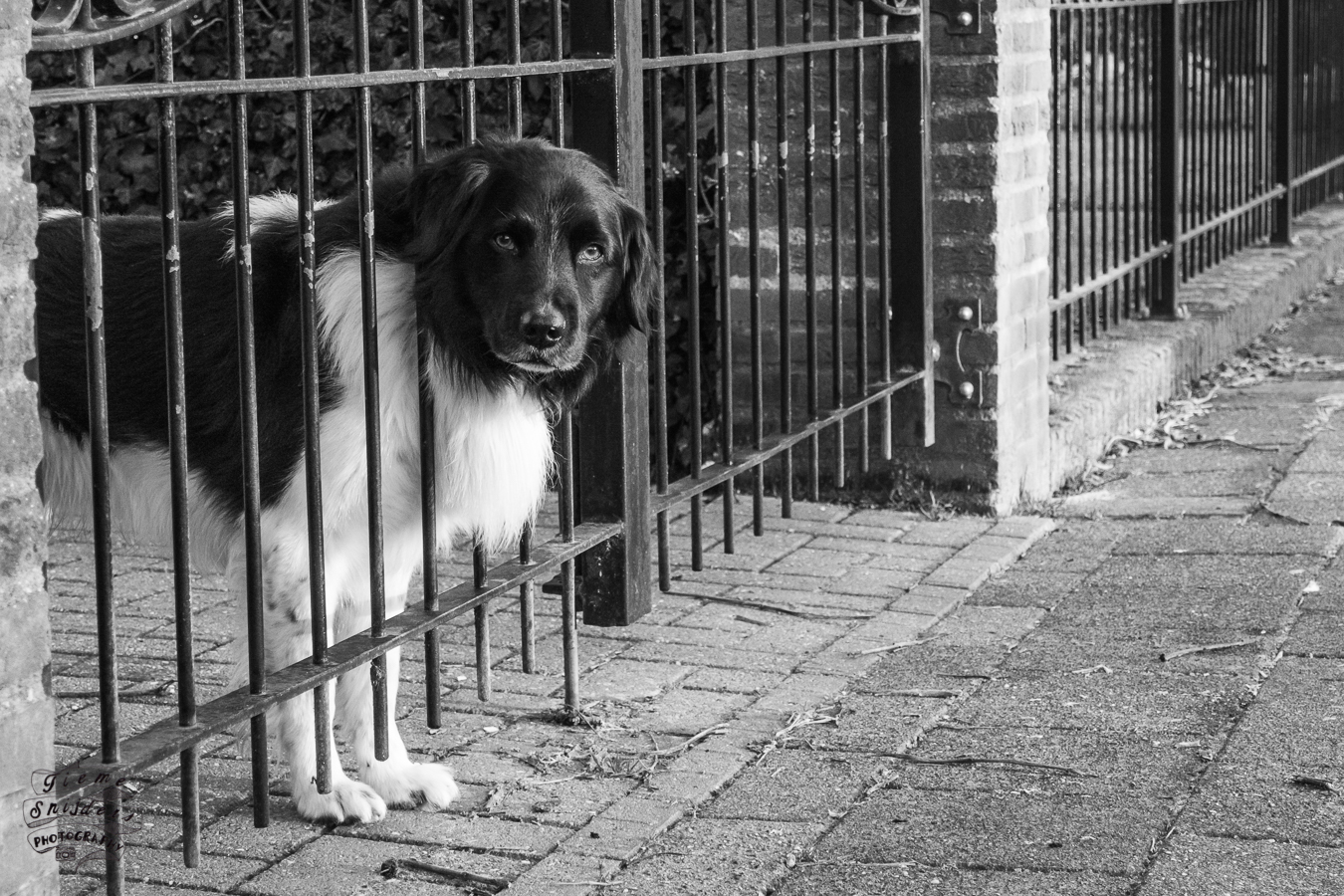 hondje-achter-gesloten-poort