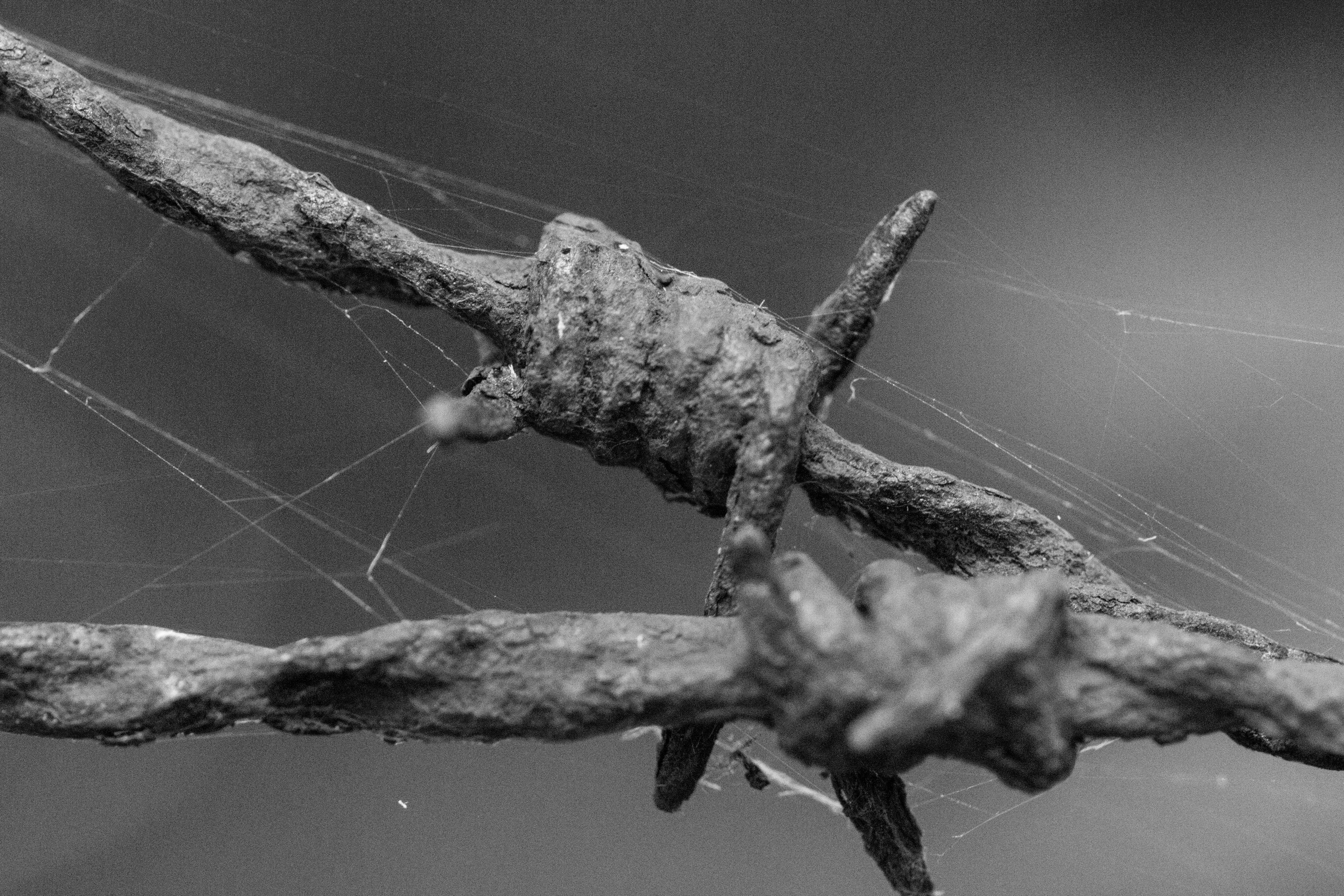 roestig-prikkeldraad