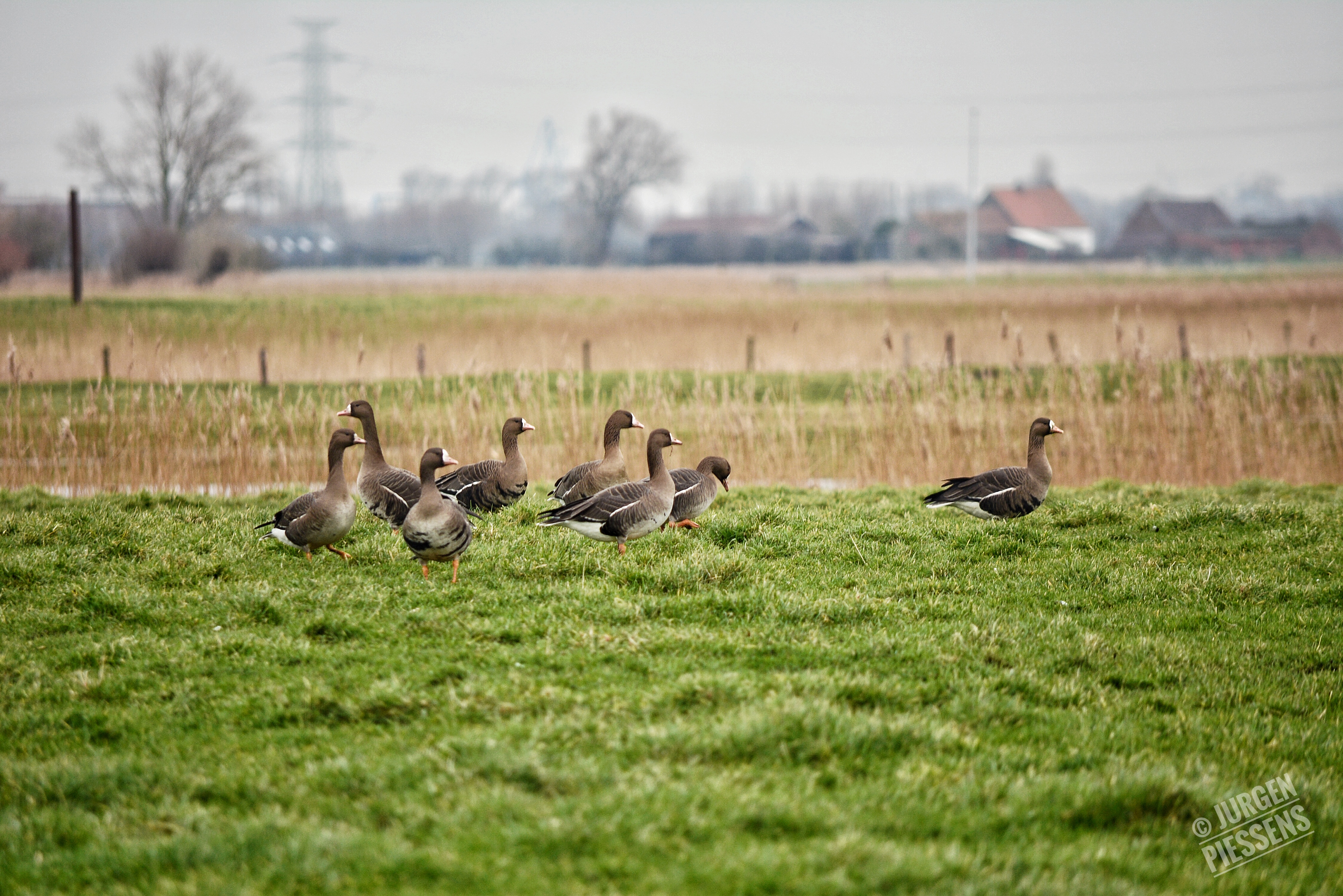 wintergasten-in-de-polders
