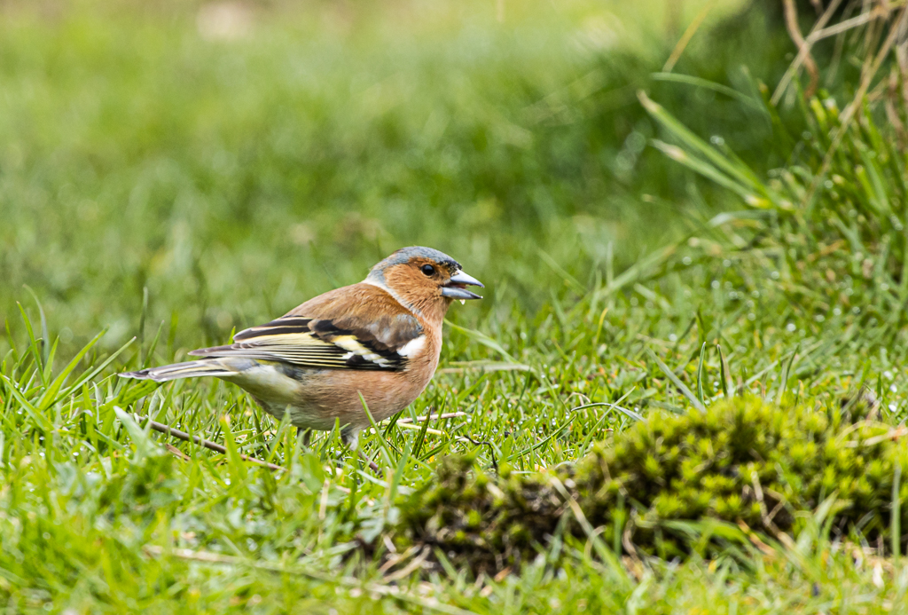 vink-1