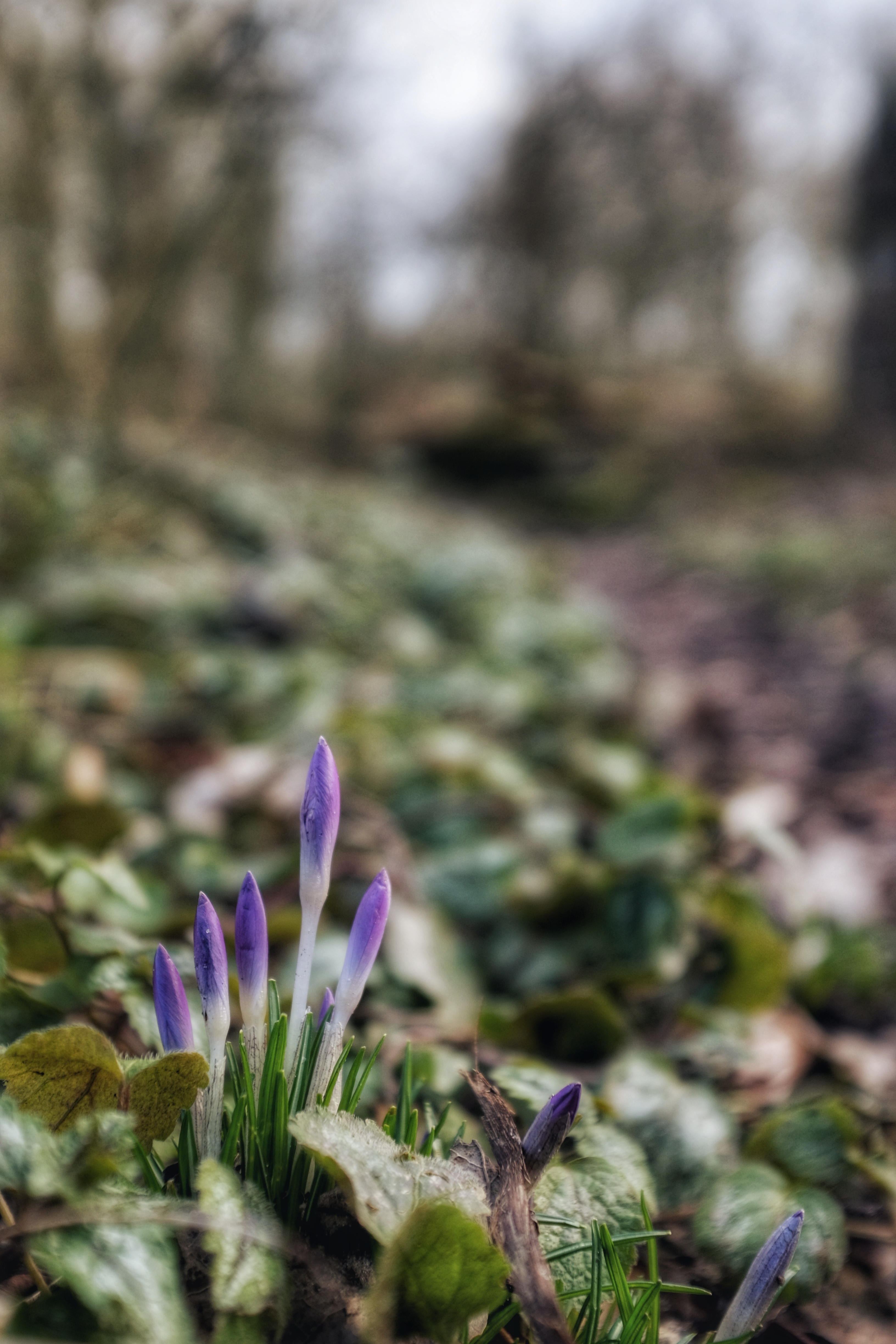 het-voorjaar-is-in-aantocht-ii