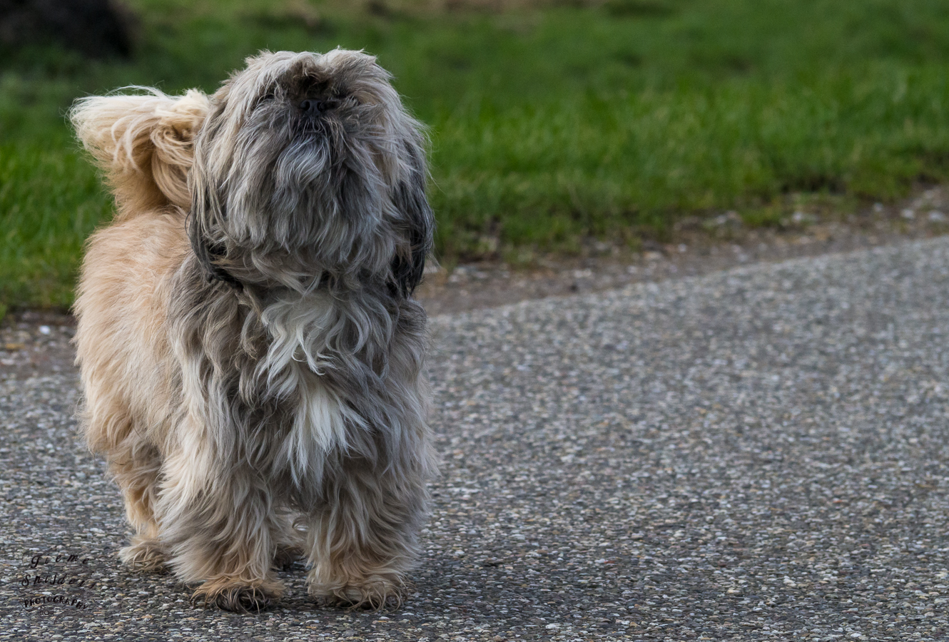 blaffende-honden-bijten-niet