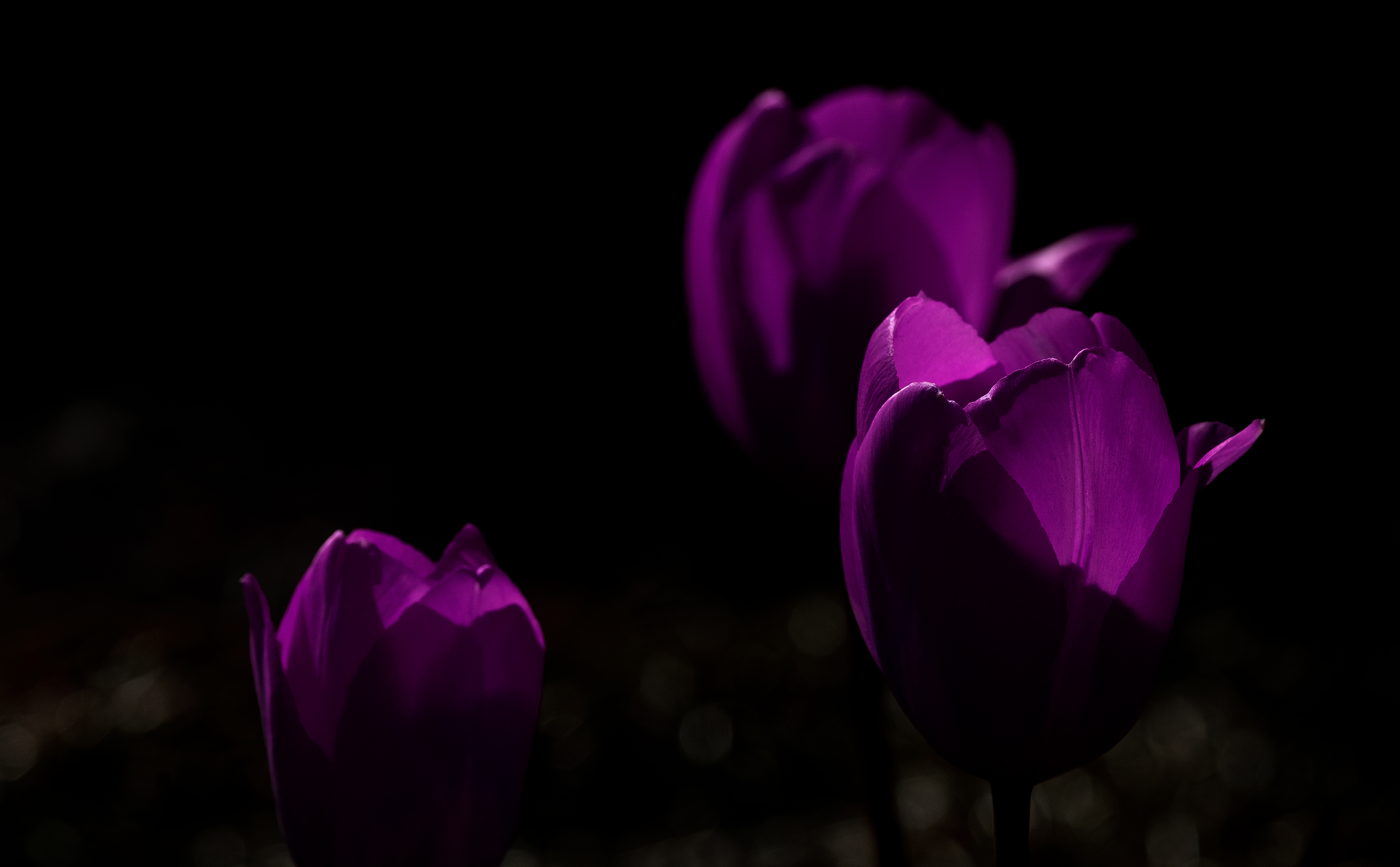 purple-tulips