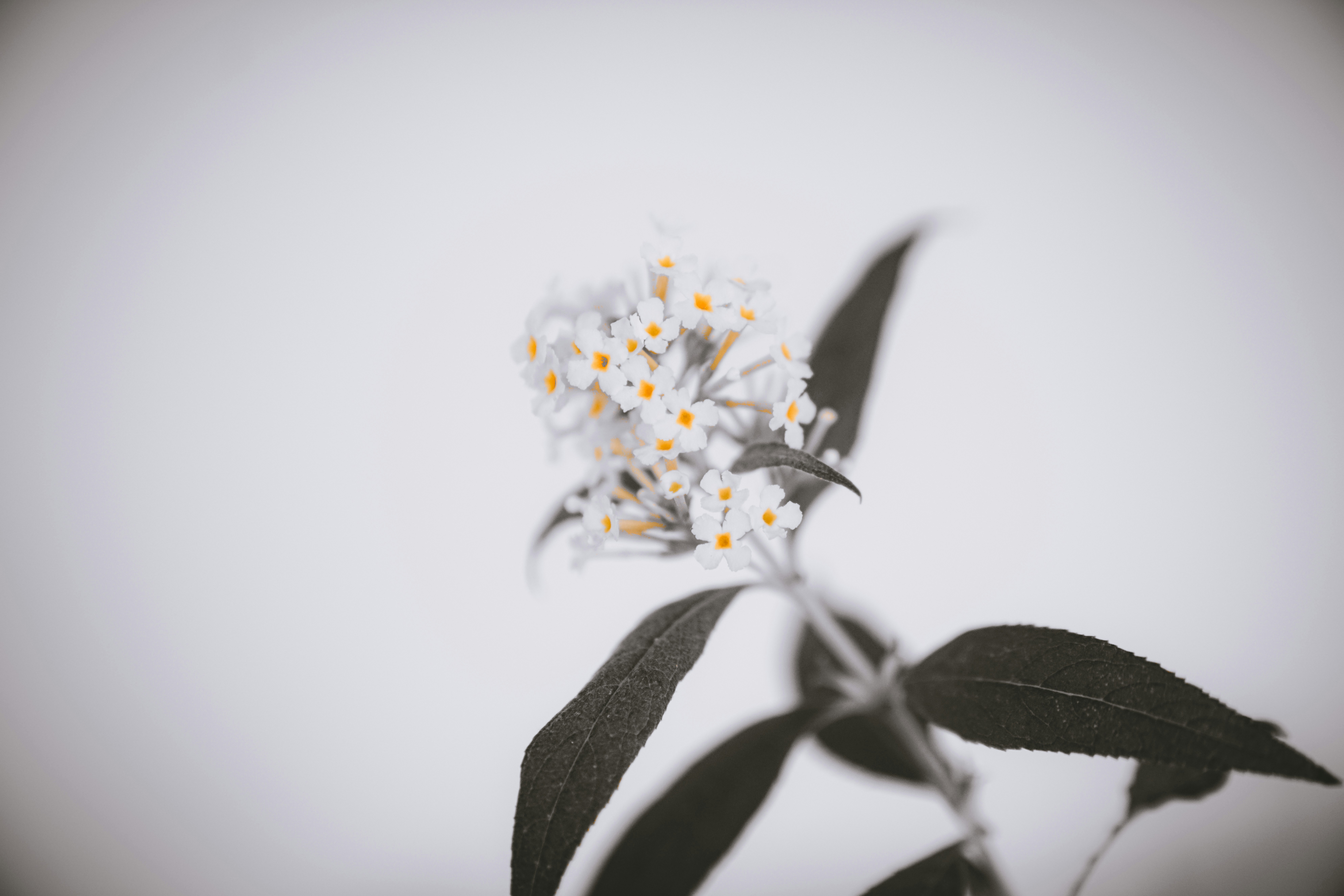 color-splash-maken-in-photoshop-zo-doe-je-dat