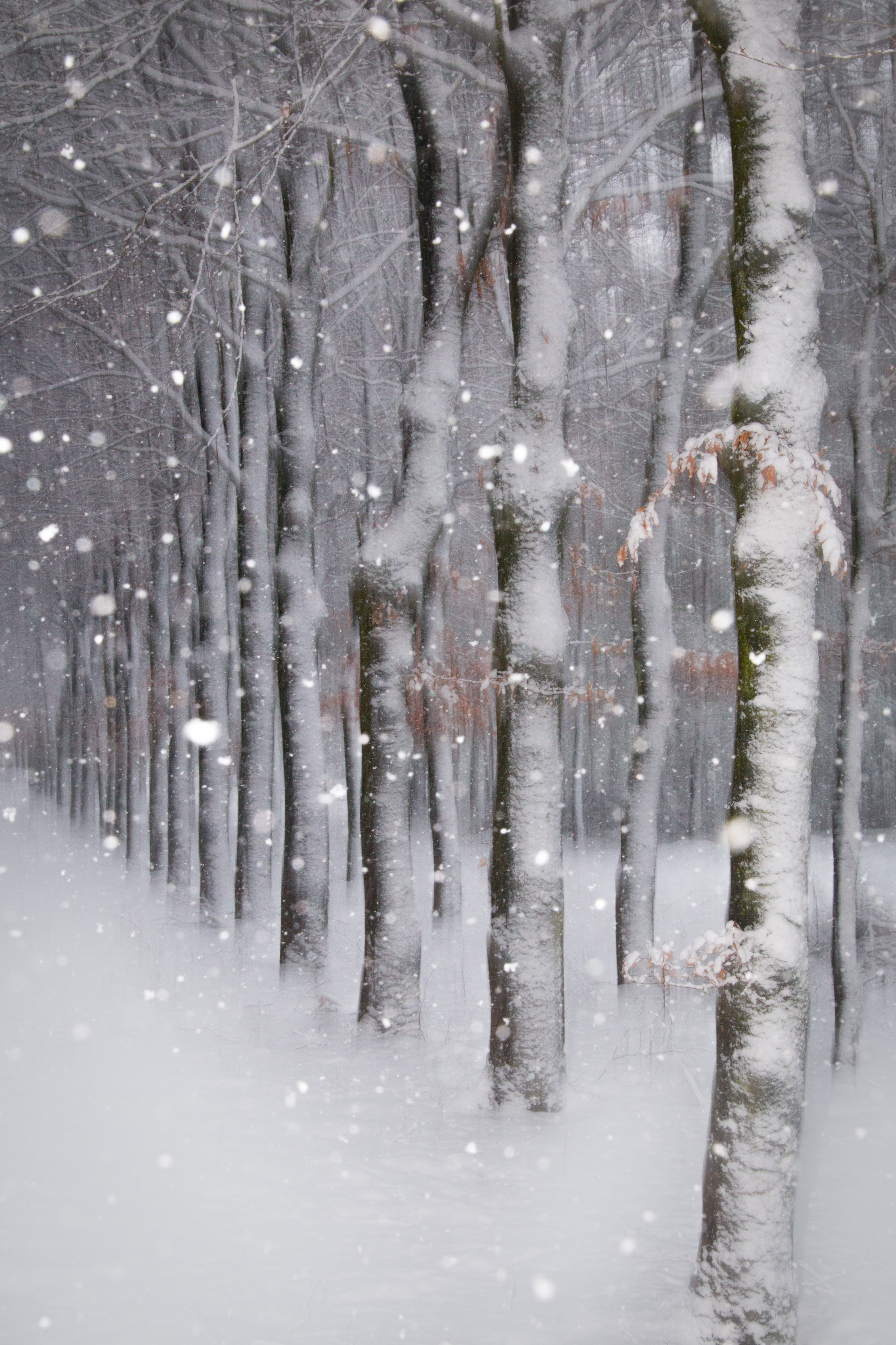 winters-sprookjesbos