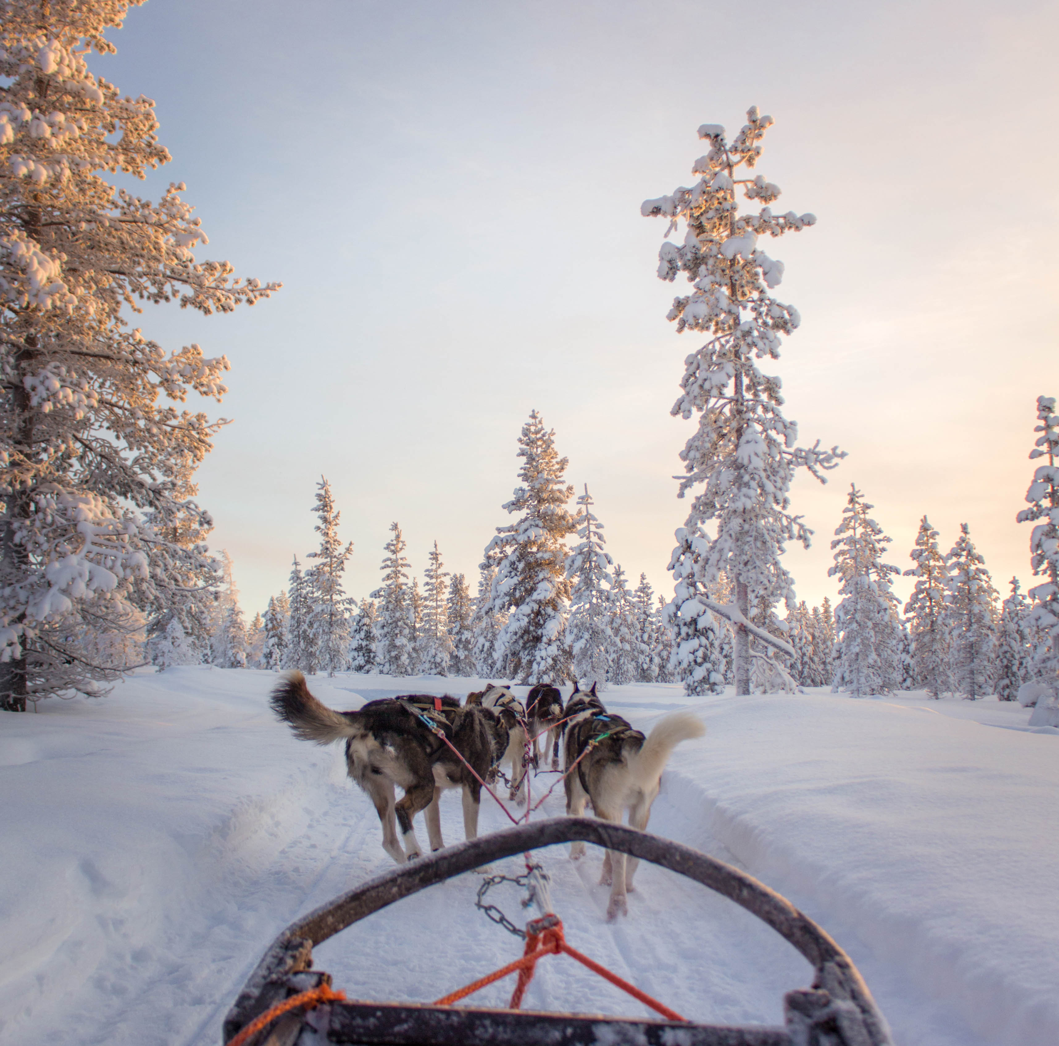 huskie-tocht-door-het-prachtige-lapland
