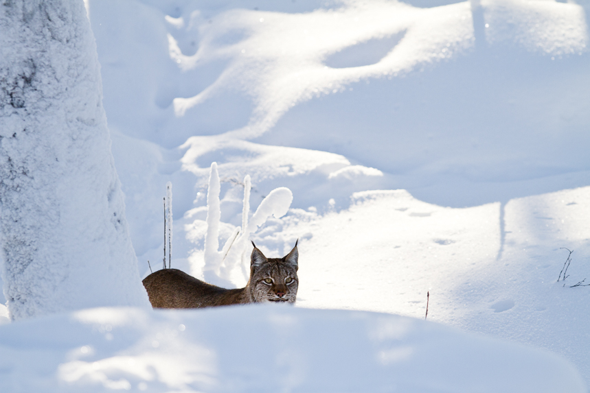 lynx-in-de-sneeuw-1
