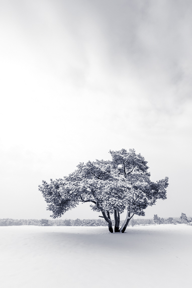 boom-in-winterlandschap