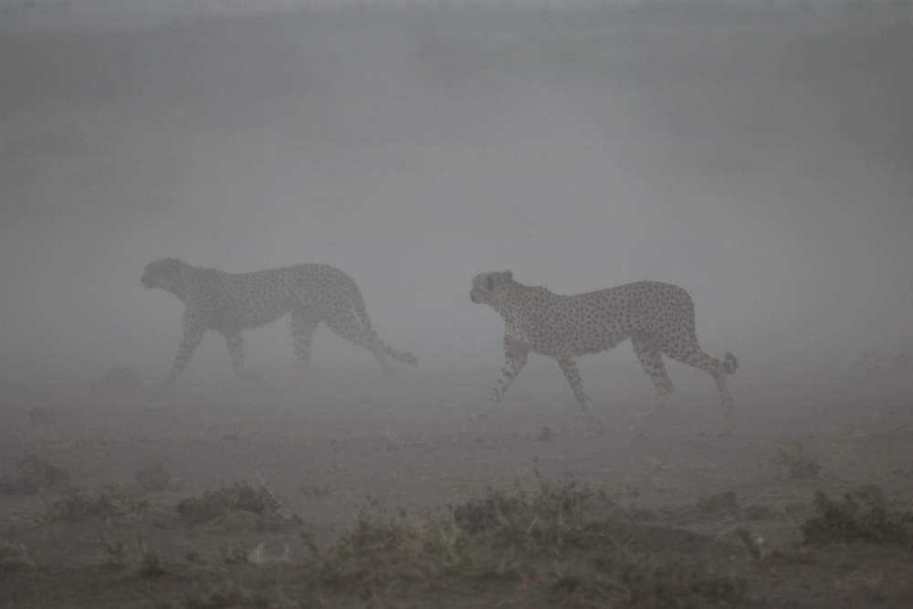 cheetahs-in-een-stoffig-kenia