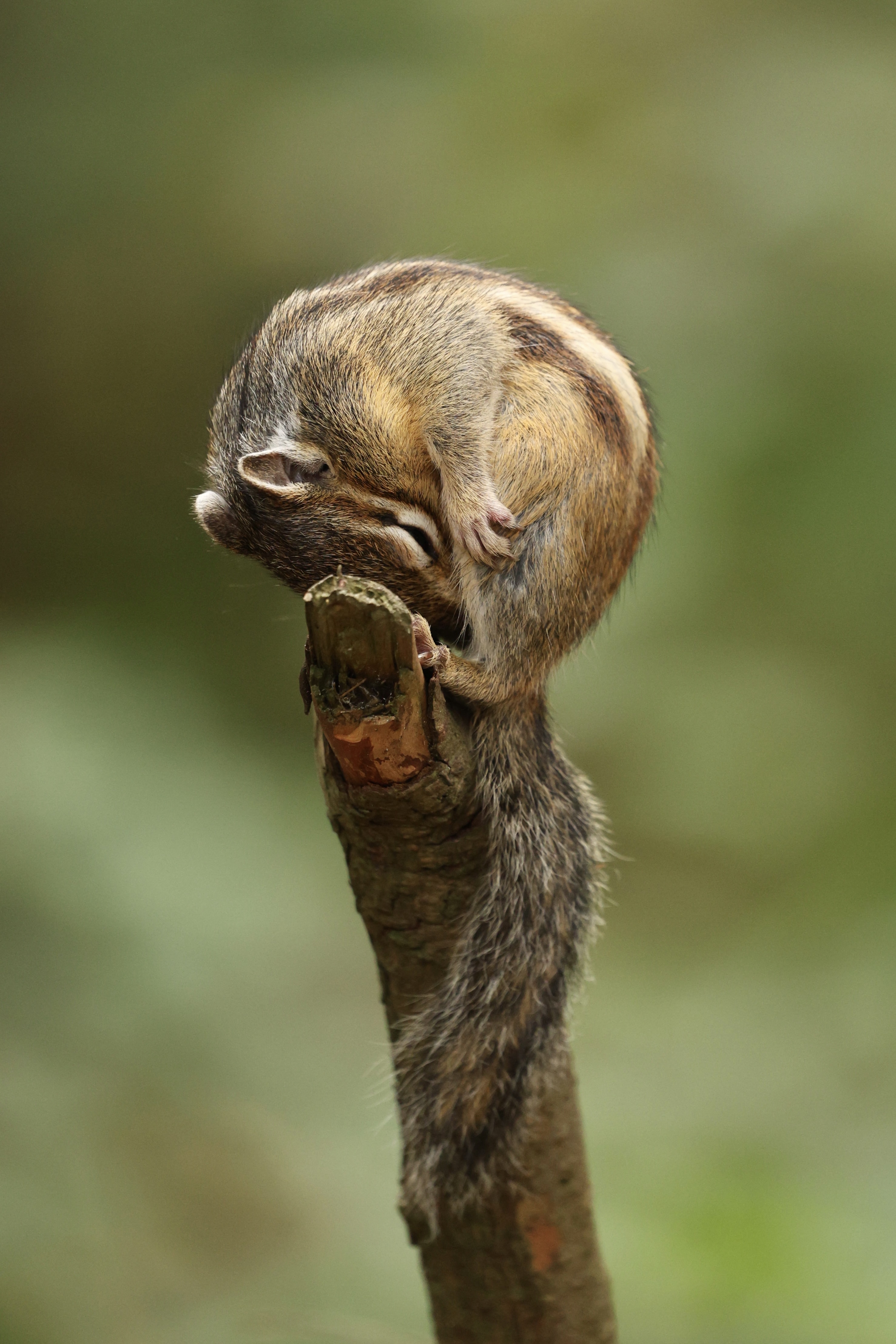 siberische-grondeekhoorn