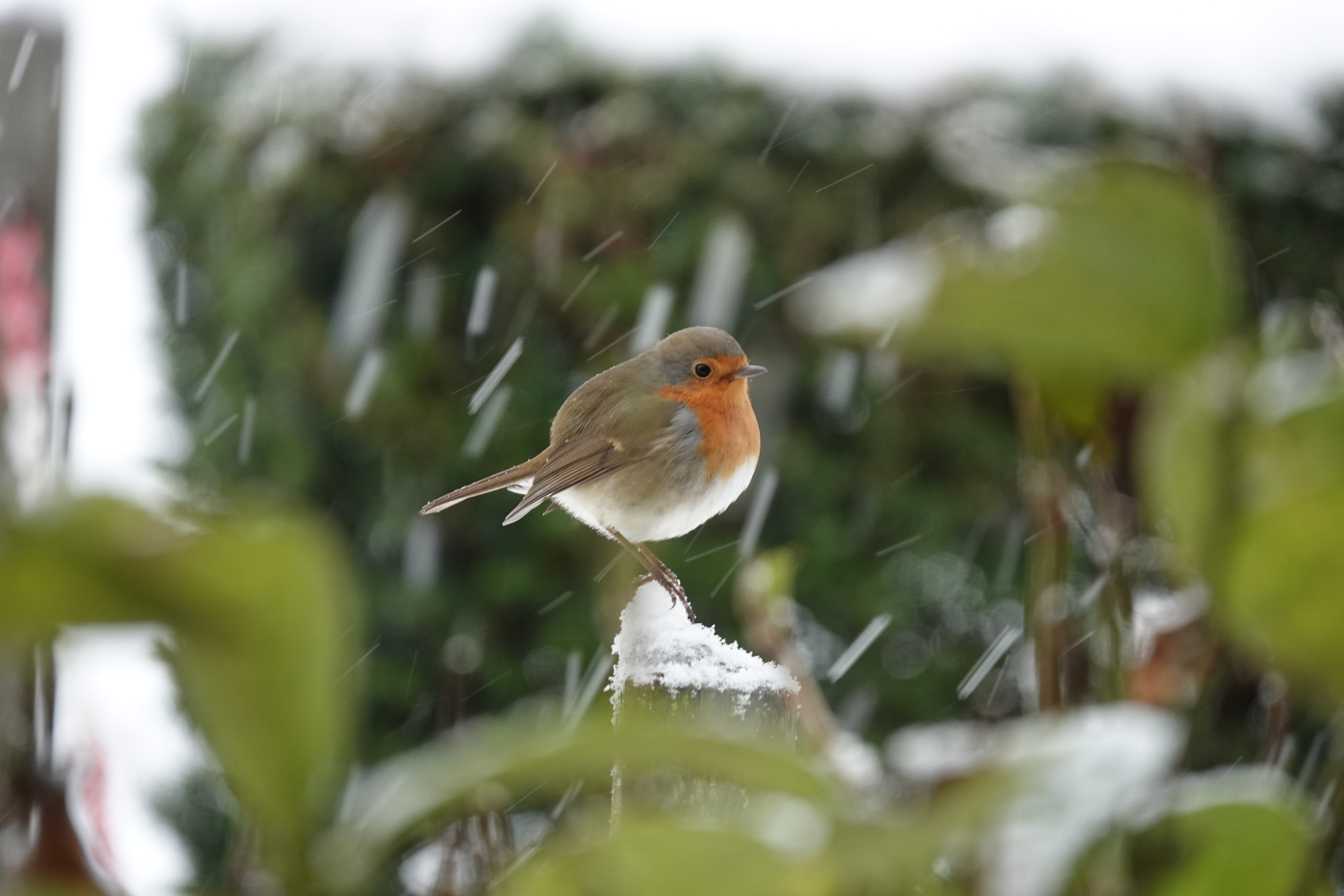 roodborstje-in-de-sneeuw-1