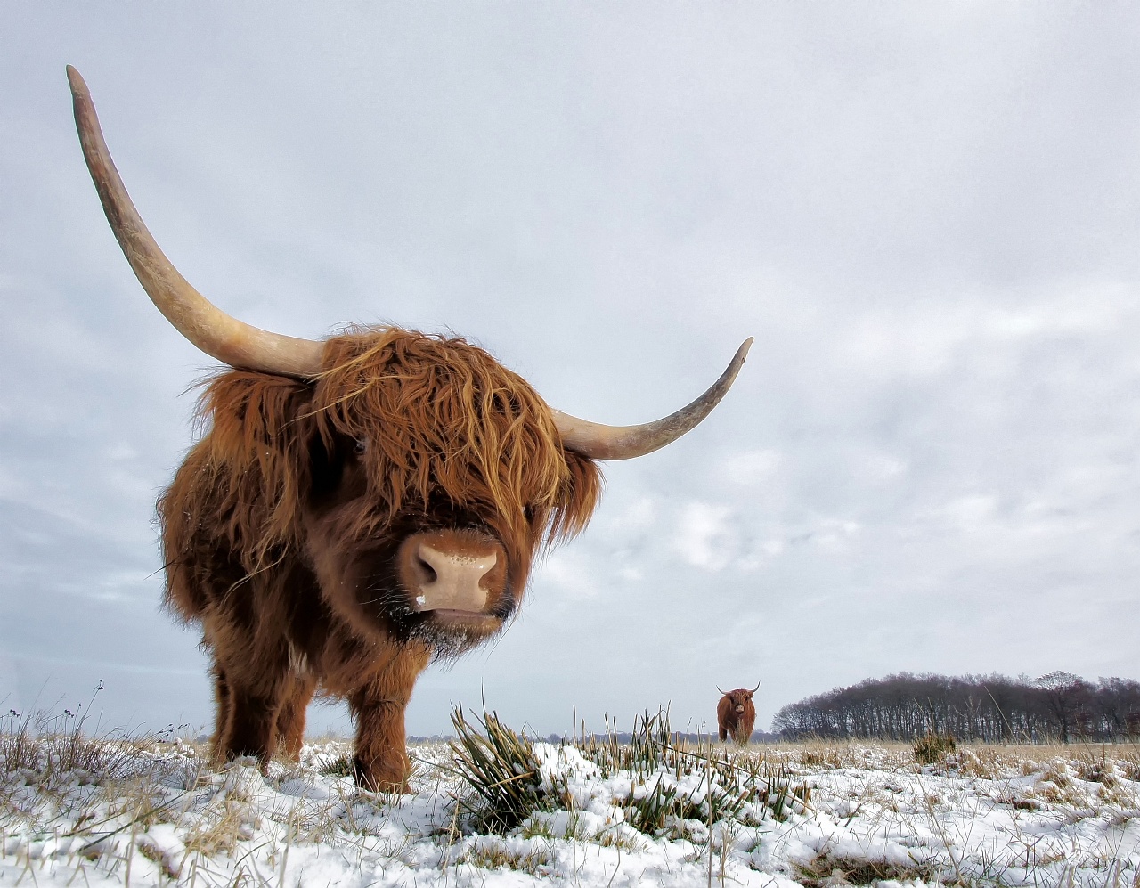 schotse-hooglander-in-winters-element
