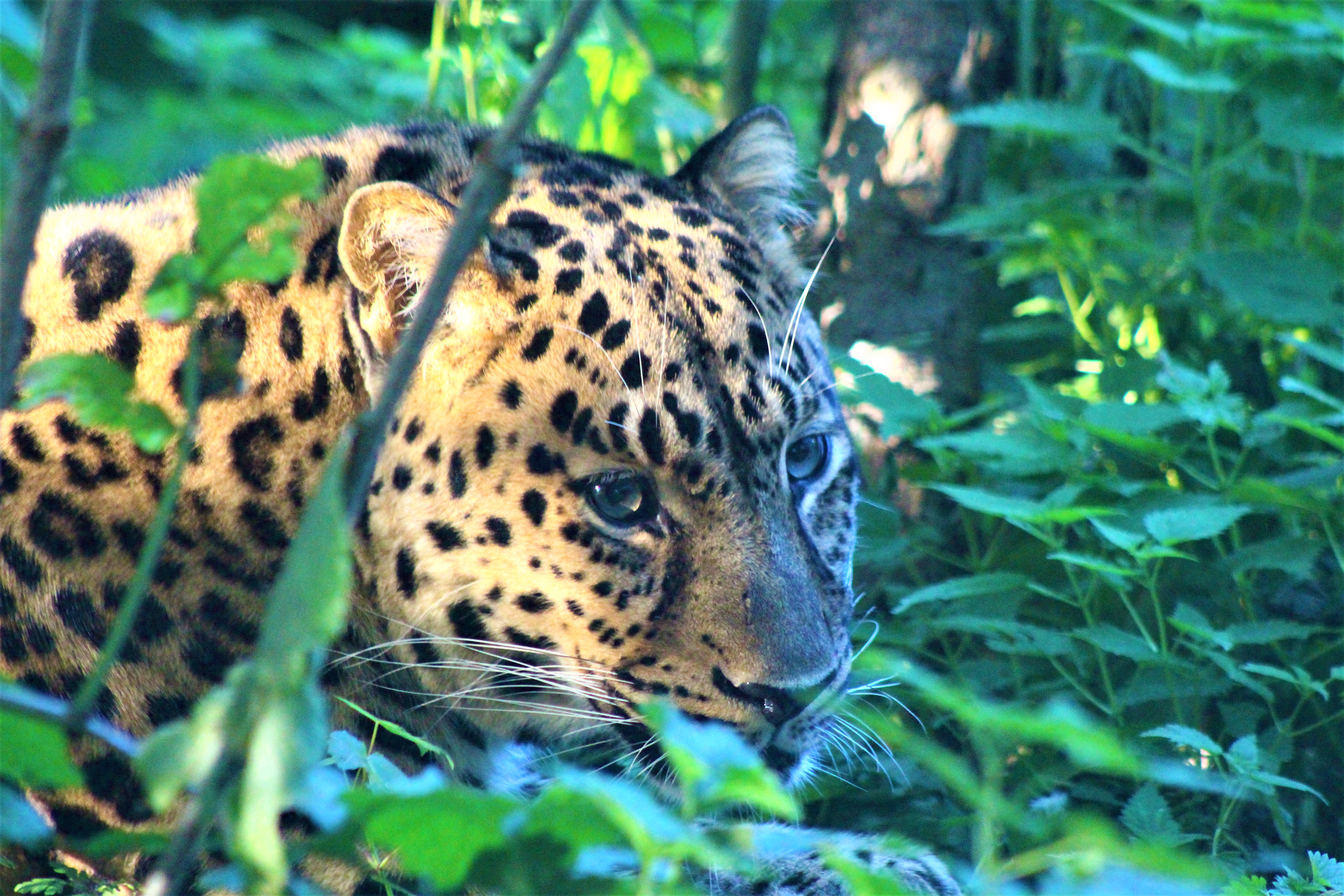 kijkend-door-het-struikgewas