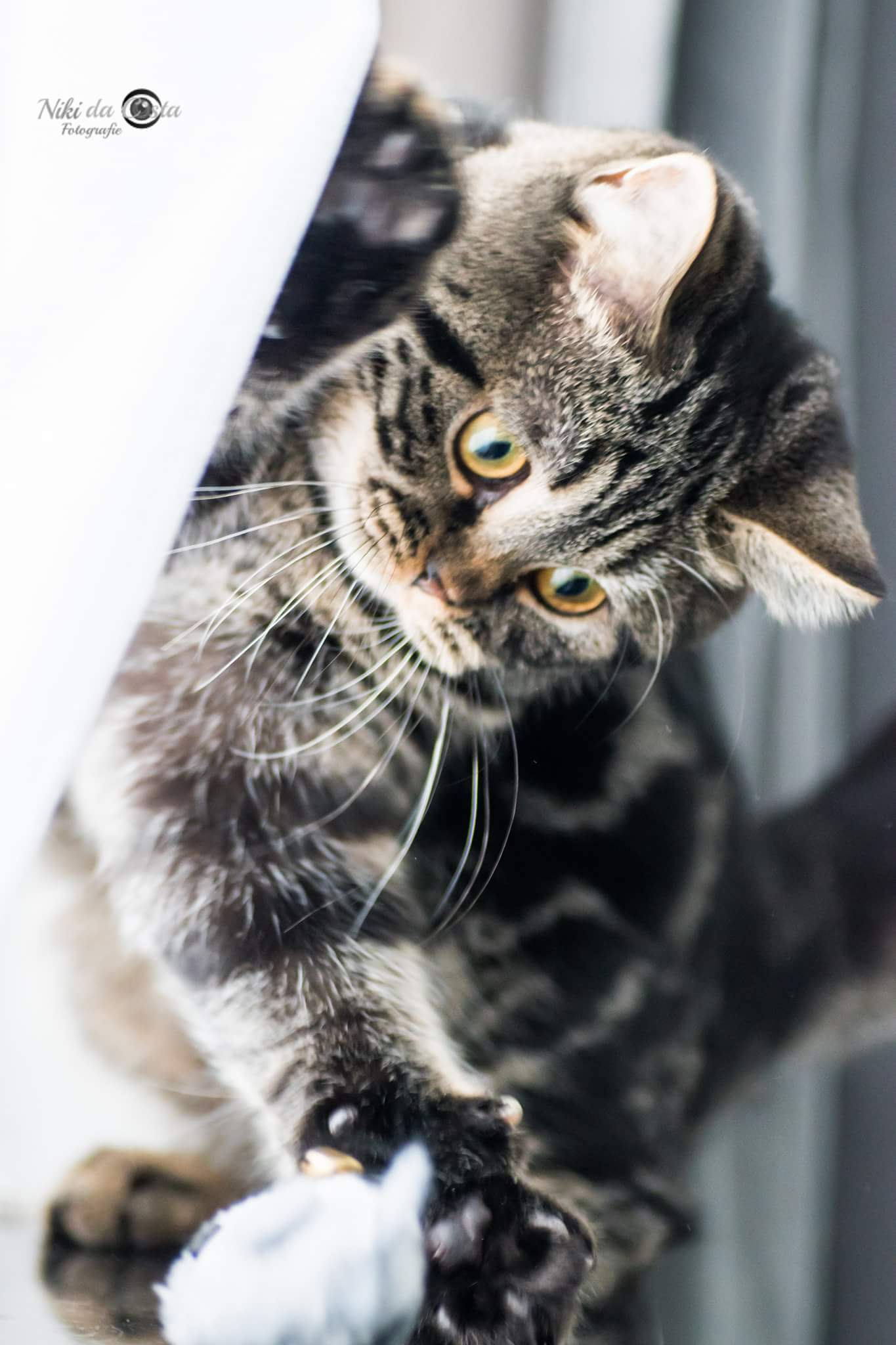 michi-britse-korthaar